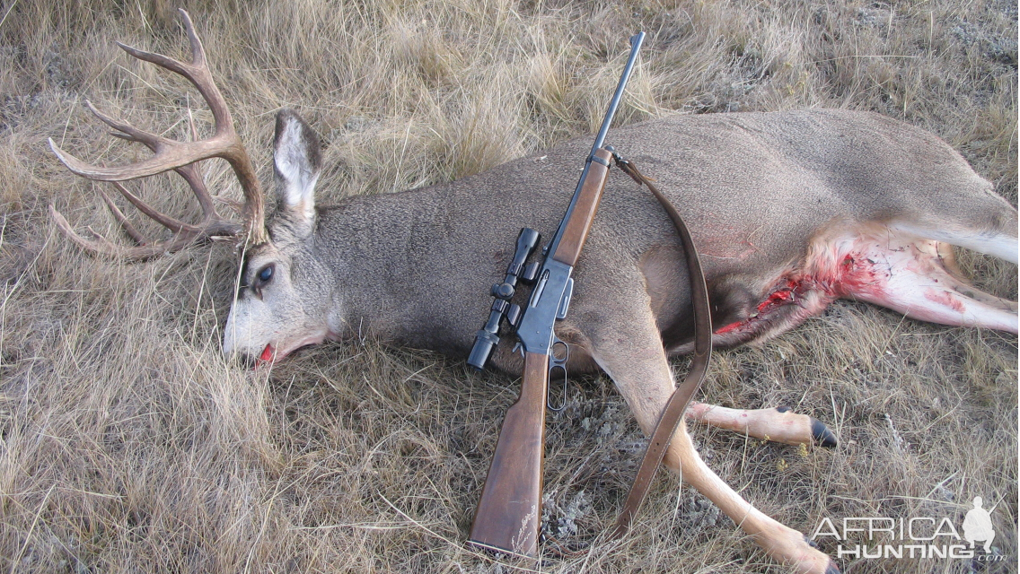 Mule Deer Hunting Canada