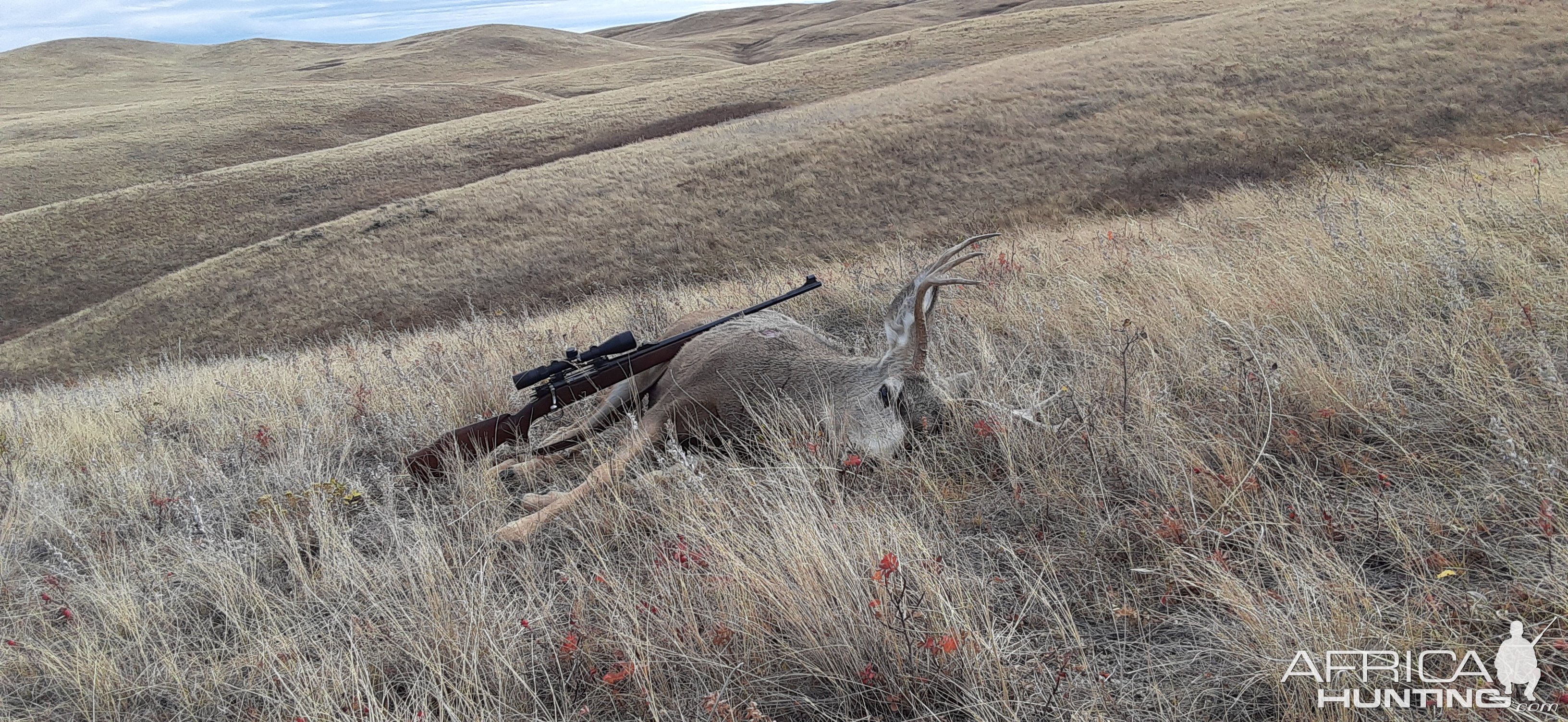 Mule Deer Hunting