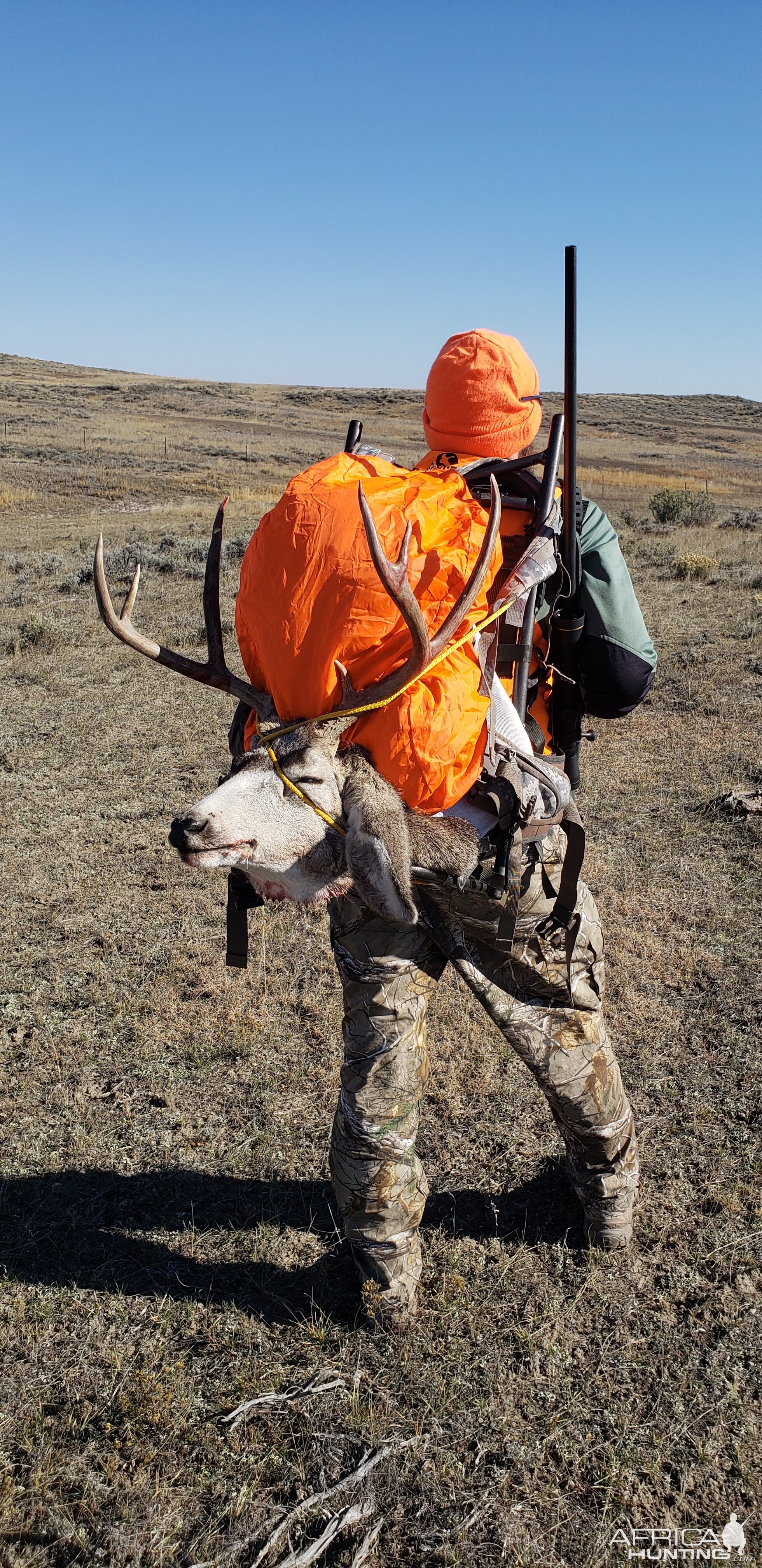 Mule Deer Hunting