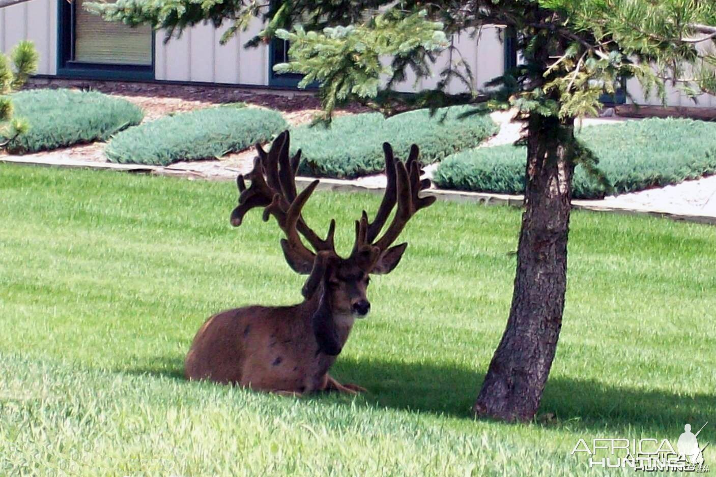 Mule Deer in Colorado with Two Sets of Antlers