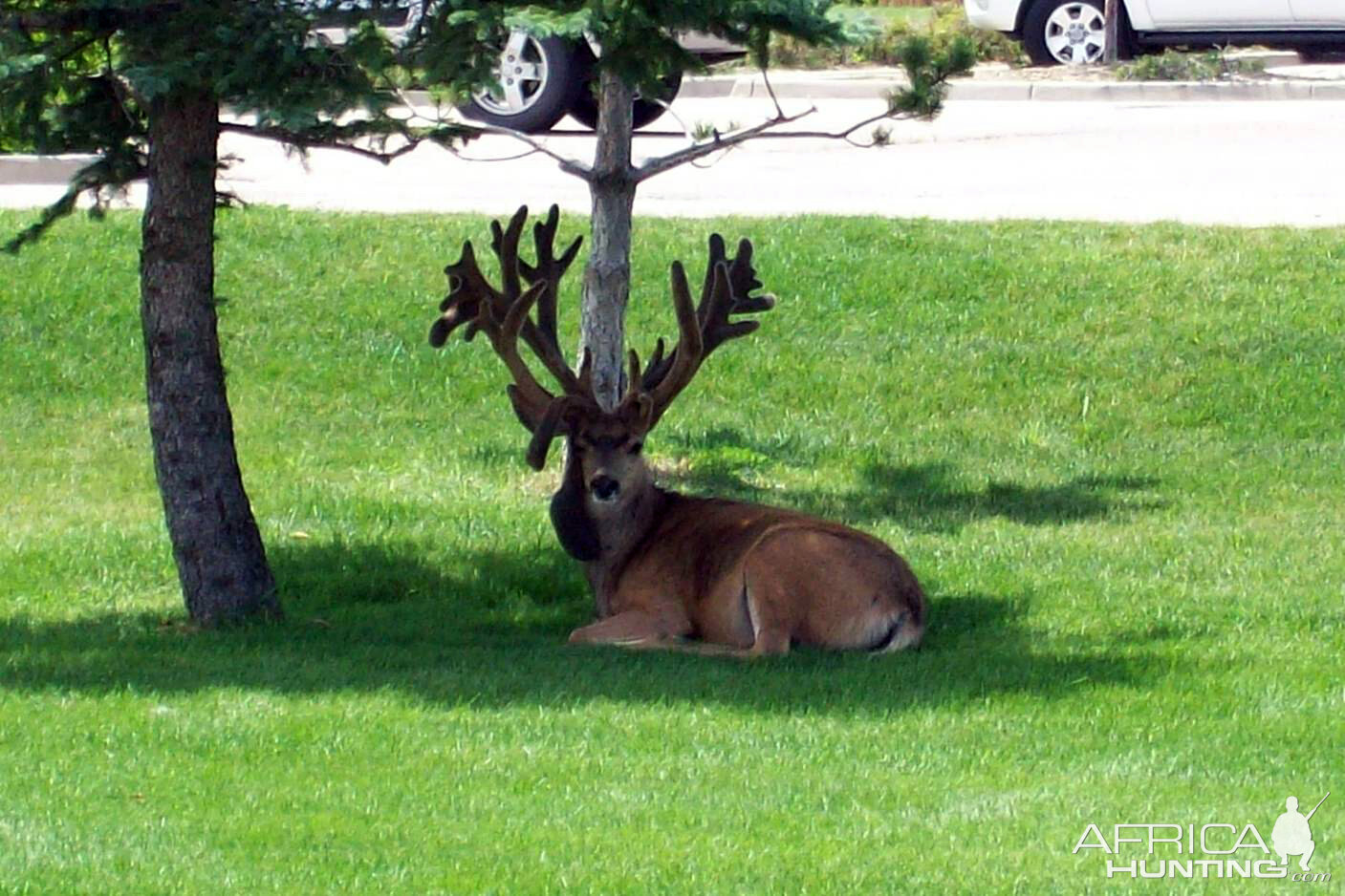 Mule Deer in Colorado with Two Sets of Antlers