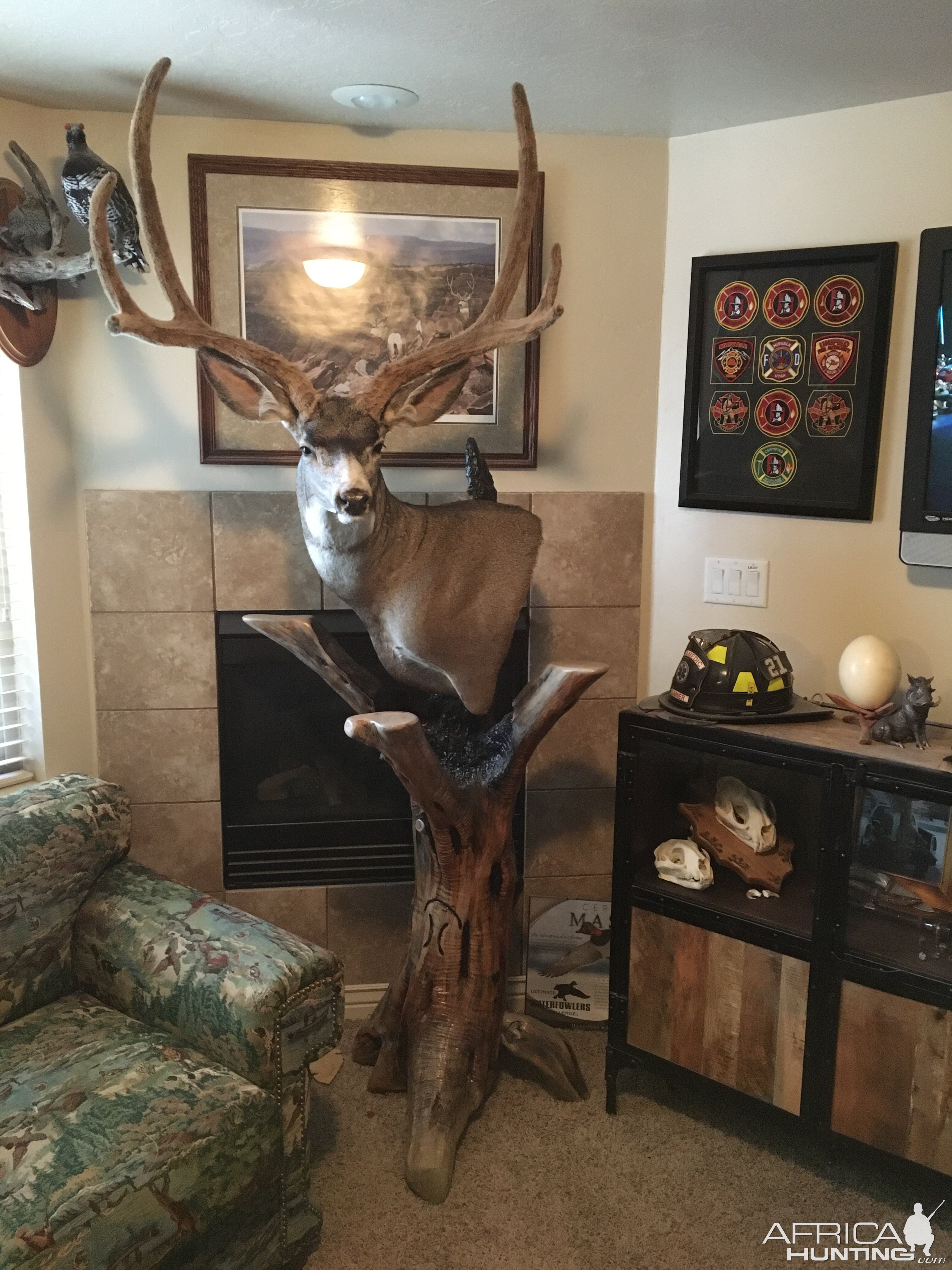 Mule Deer Pedestal Mount Taxidermy