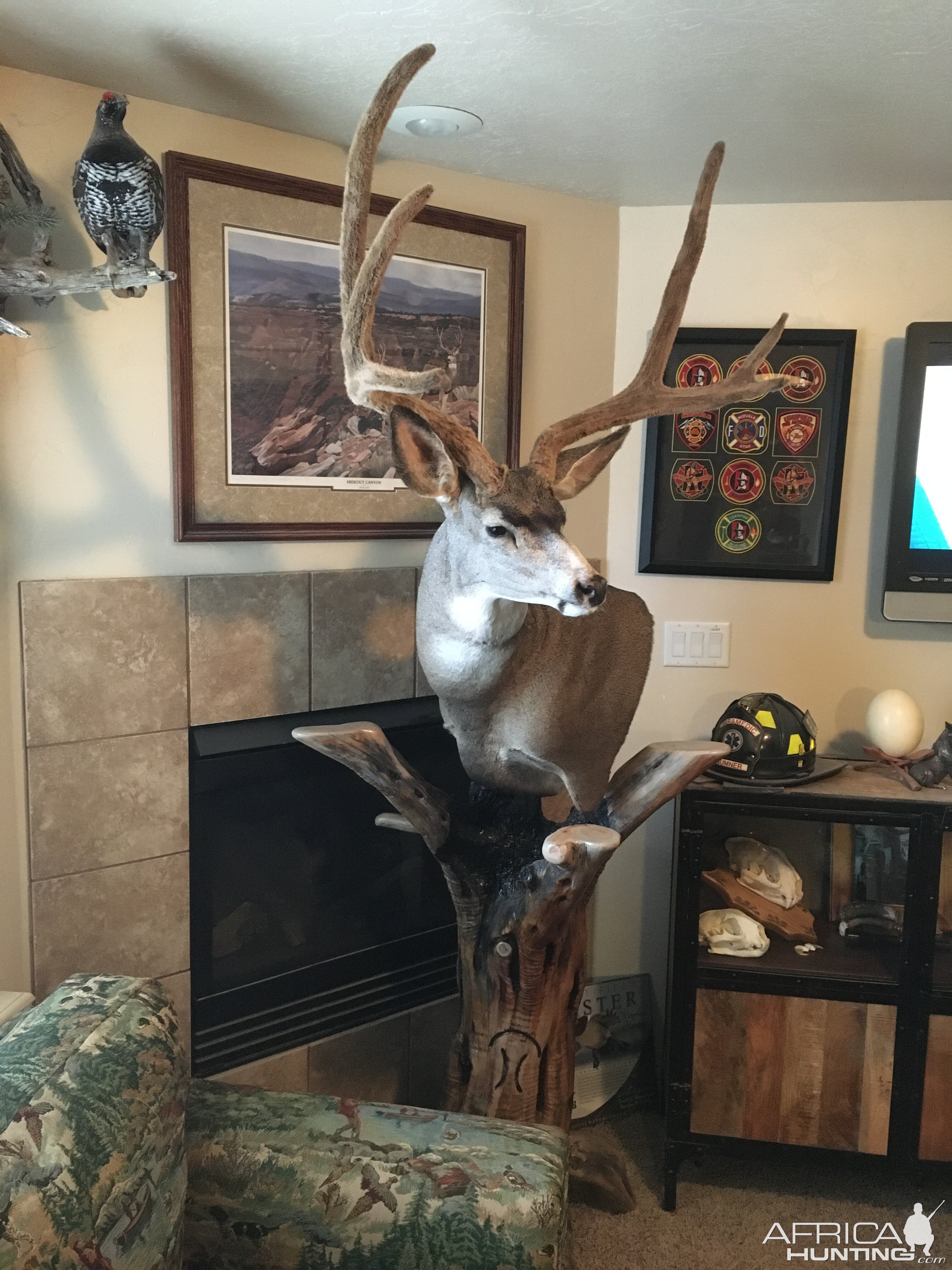 Mule Deer Pedestal Mount Taxidermy