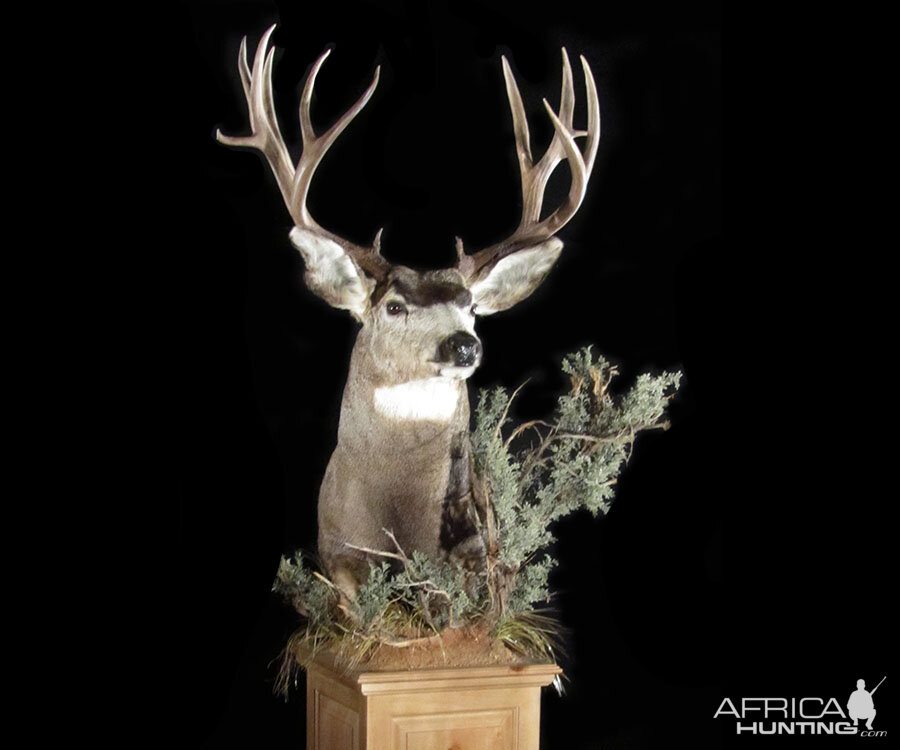 Mule Deer Pedestal Mount Taxidermy