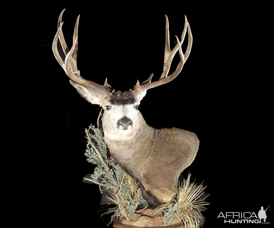 Mule Deer Pedestal Mount Taxidermy