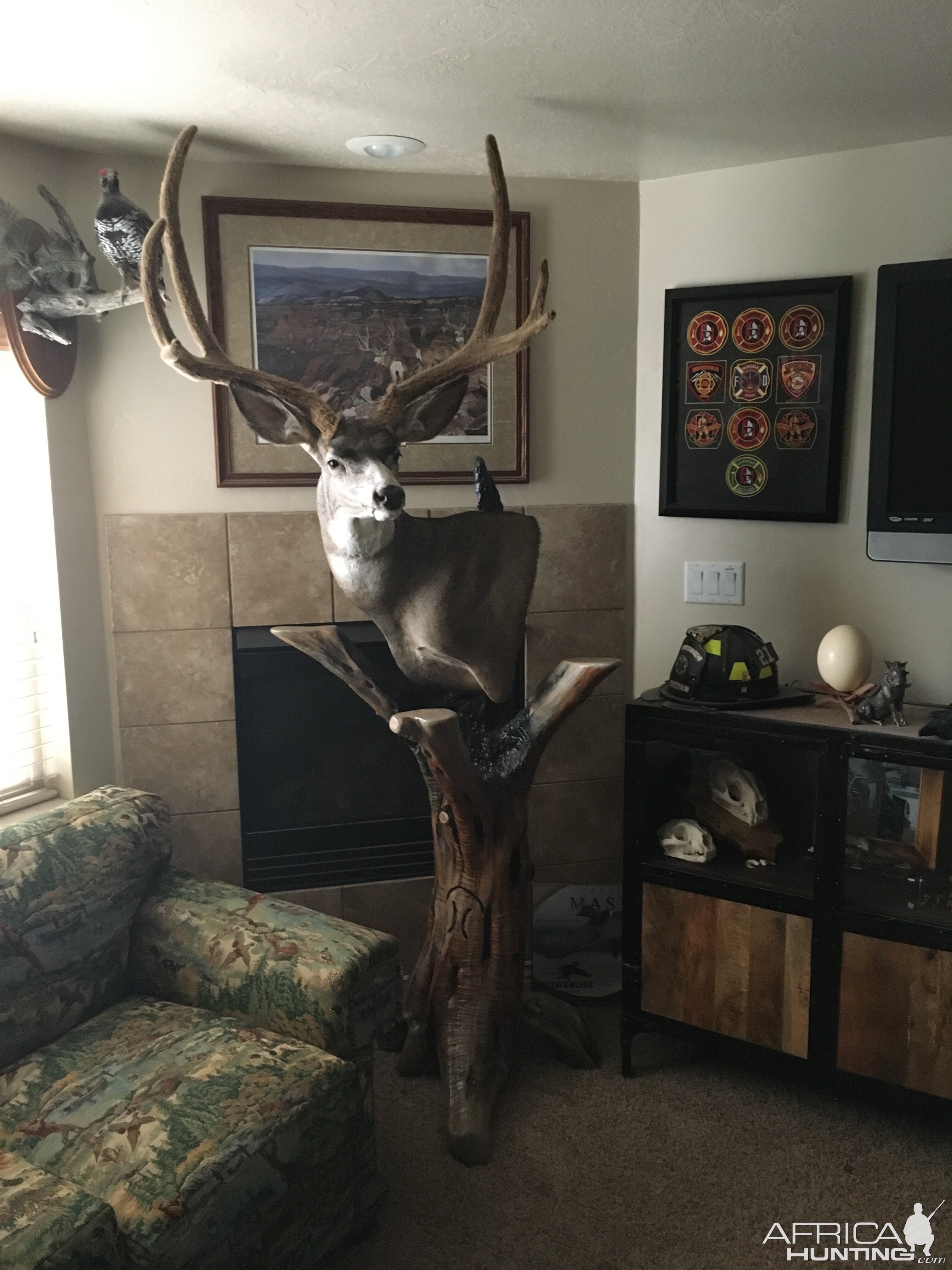 Mule Deer Pedestal Mount Taxidermy