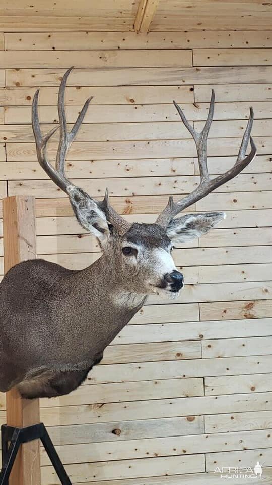 Mule Deer Shoulder Mount Taxidermy