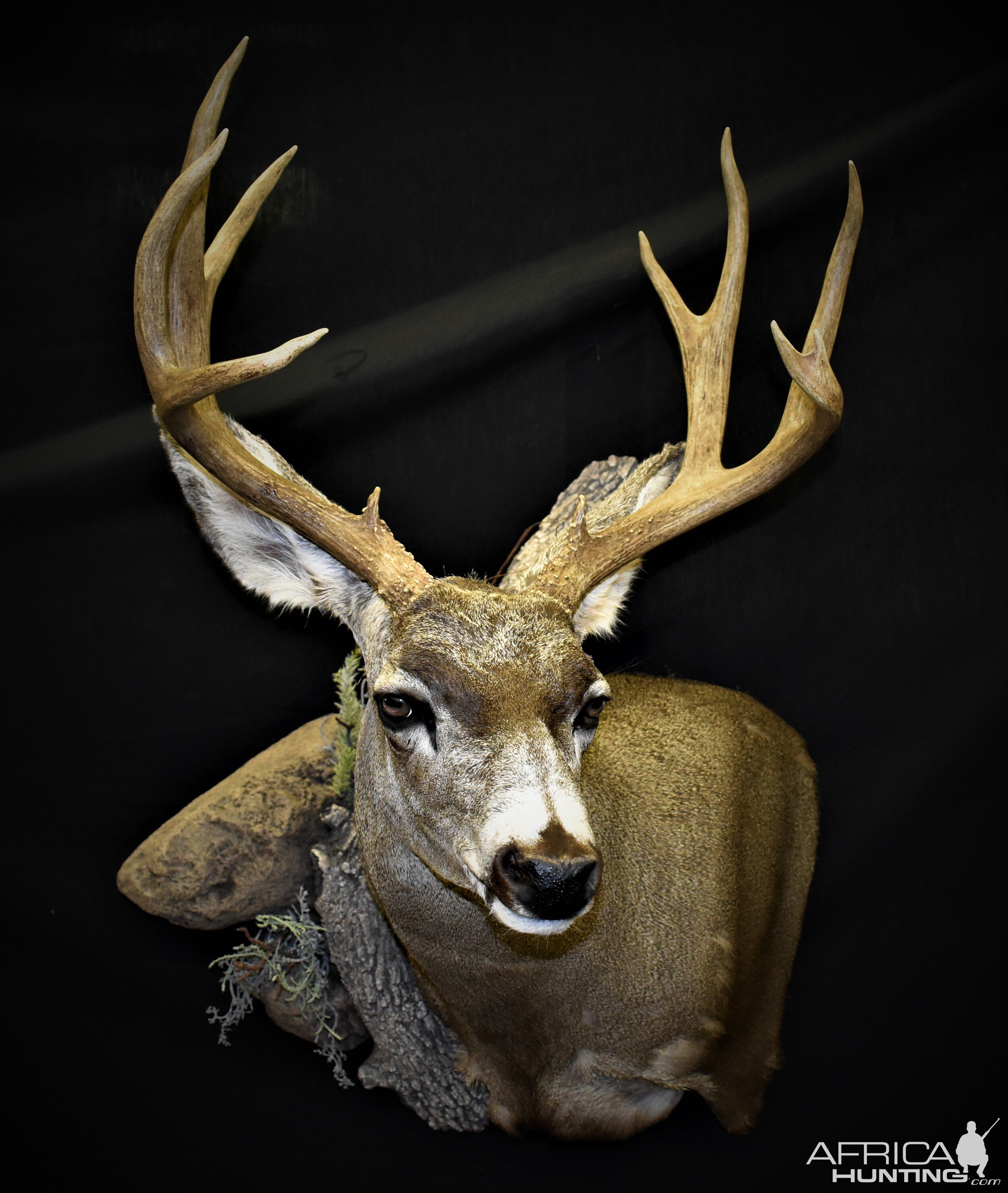 Mule Deer Shoulder Mount Taxidermy