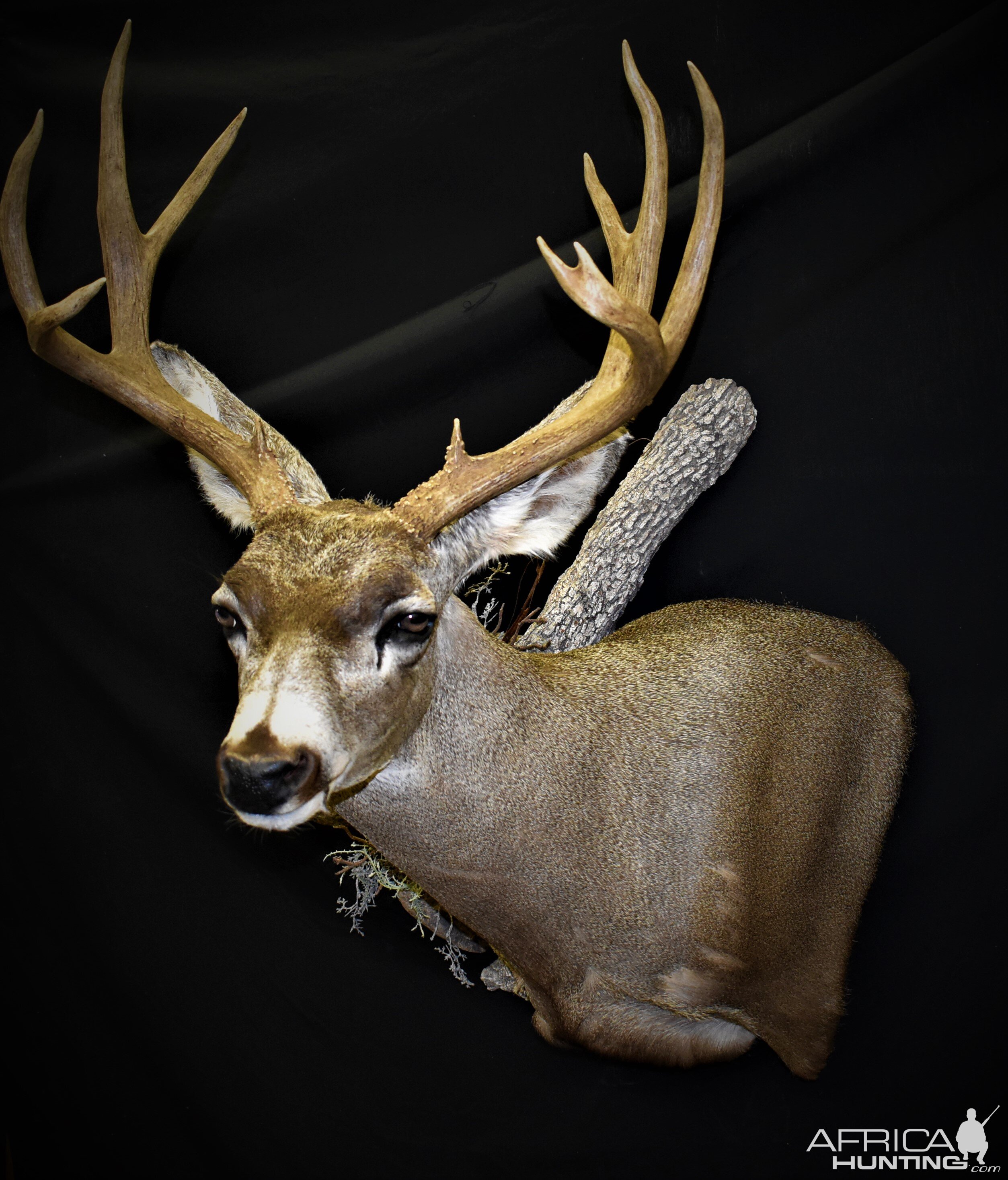 Mule Deer Shoulder Mount Taxidermy