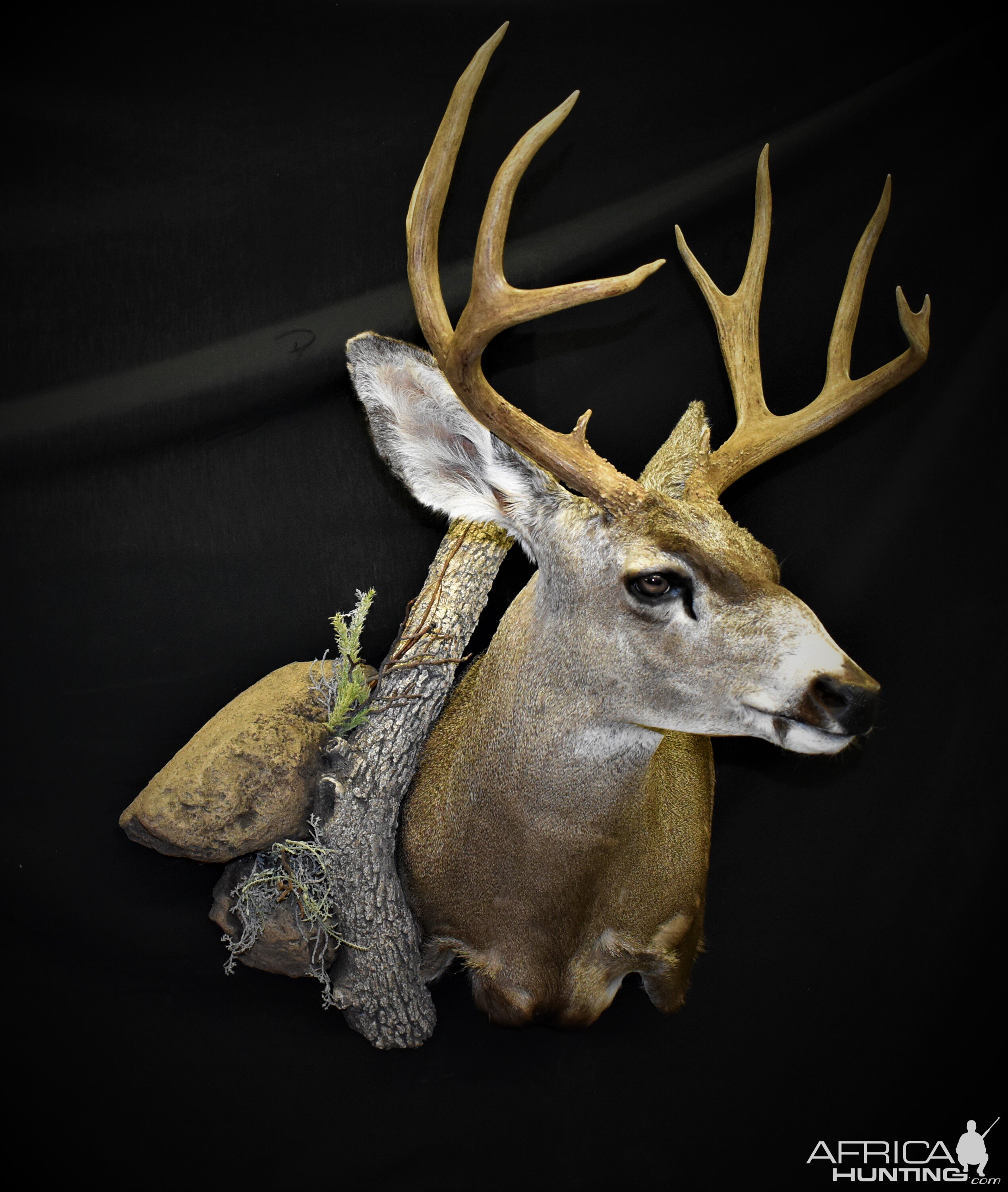 Mule Deer Shoulder Mount Taxidermy