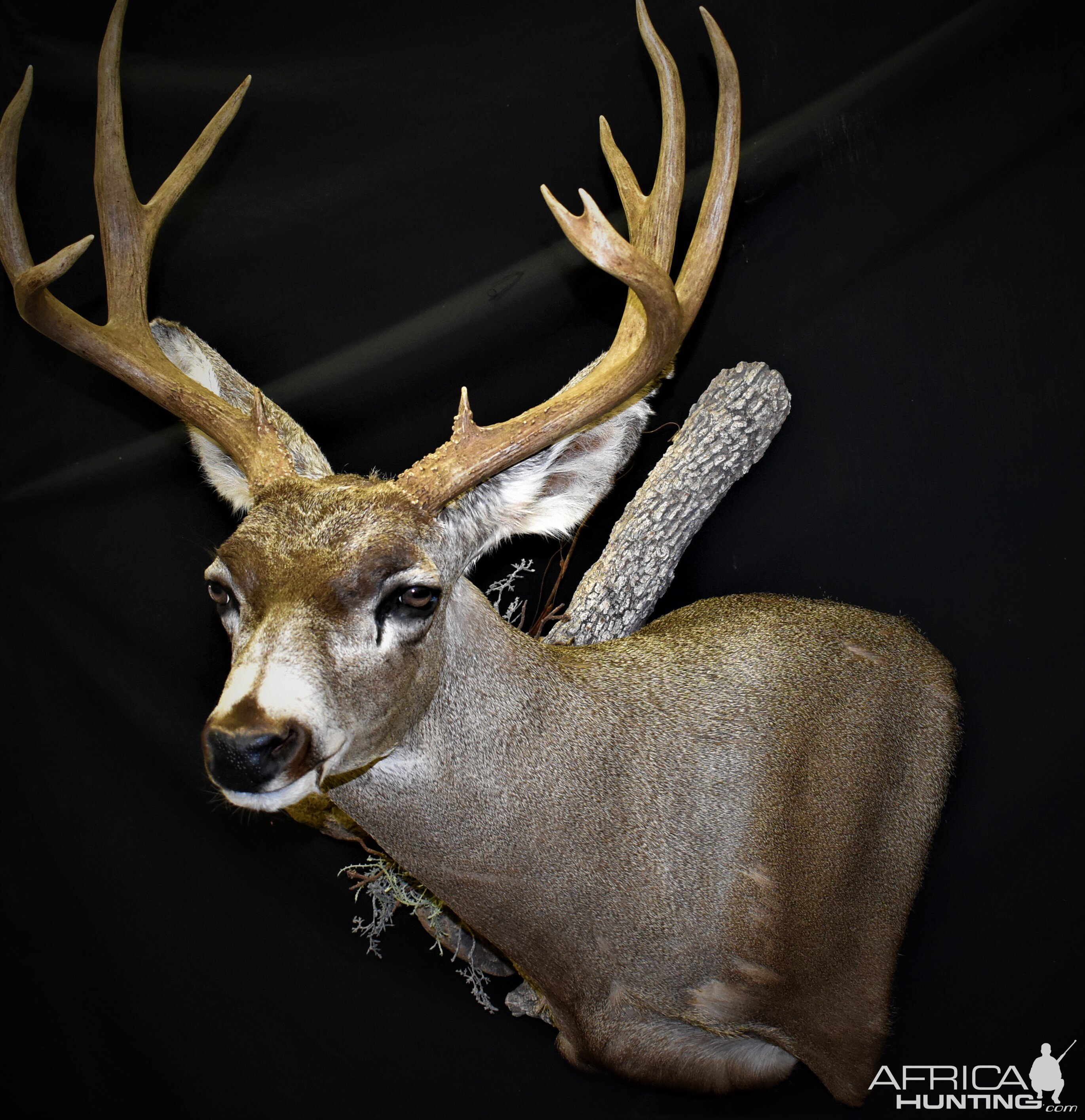 Mule Deer Shoulder Mount Taxidermy