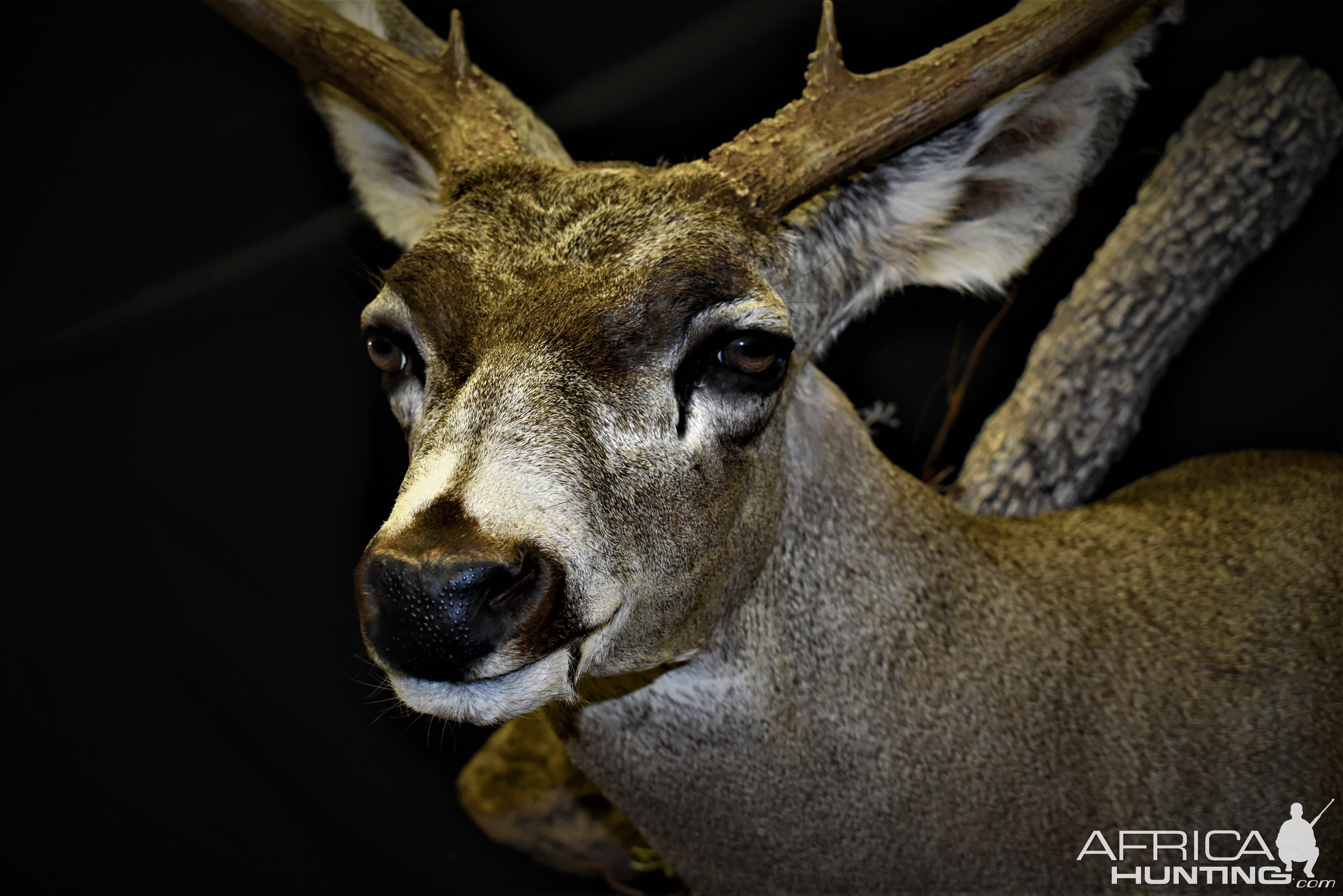 Mule Deer Shoulder Mount Taxidermy