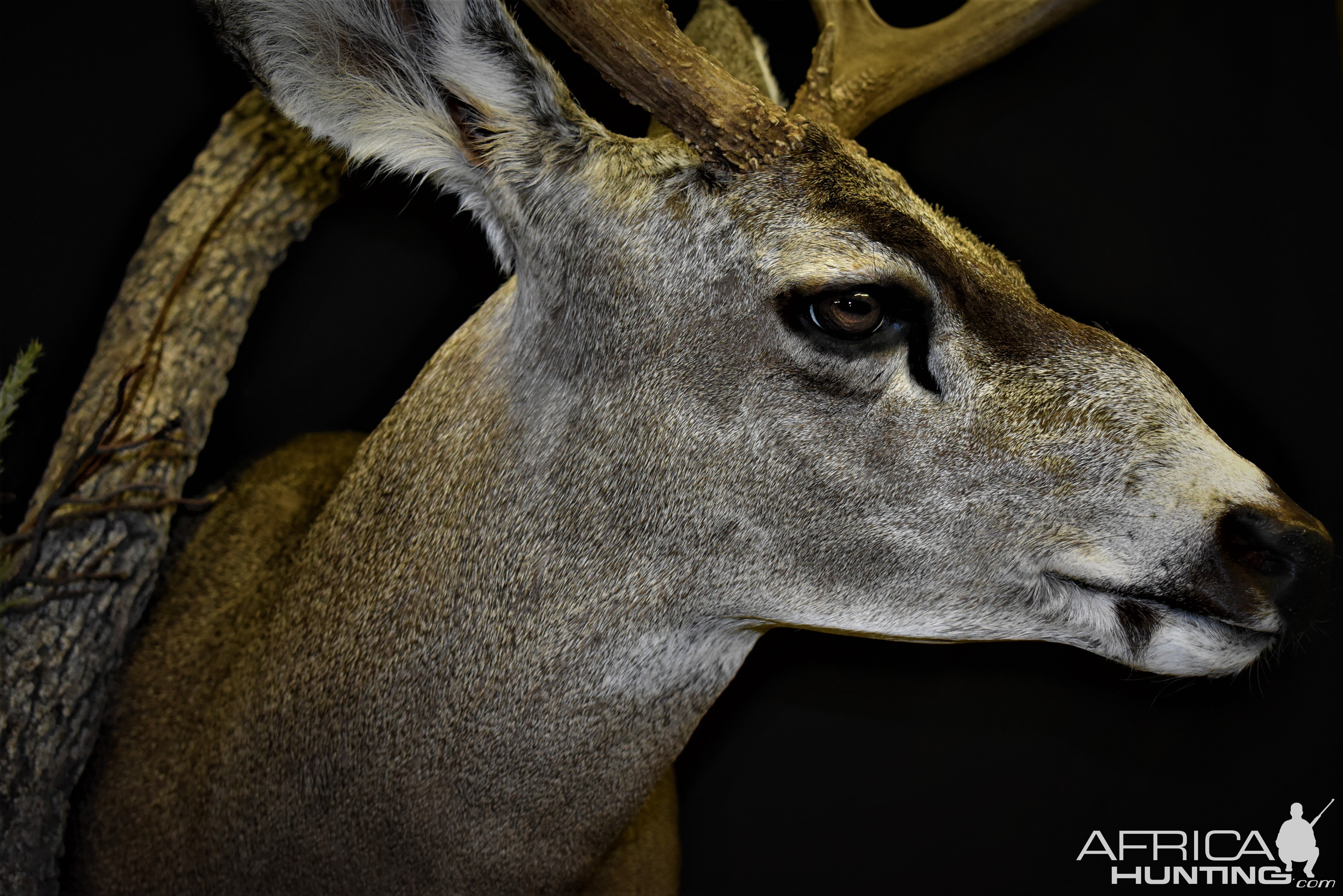 Mule Deer Shoulder Mount Taxidermy