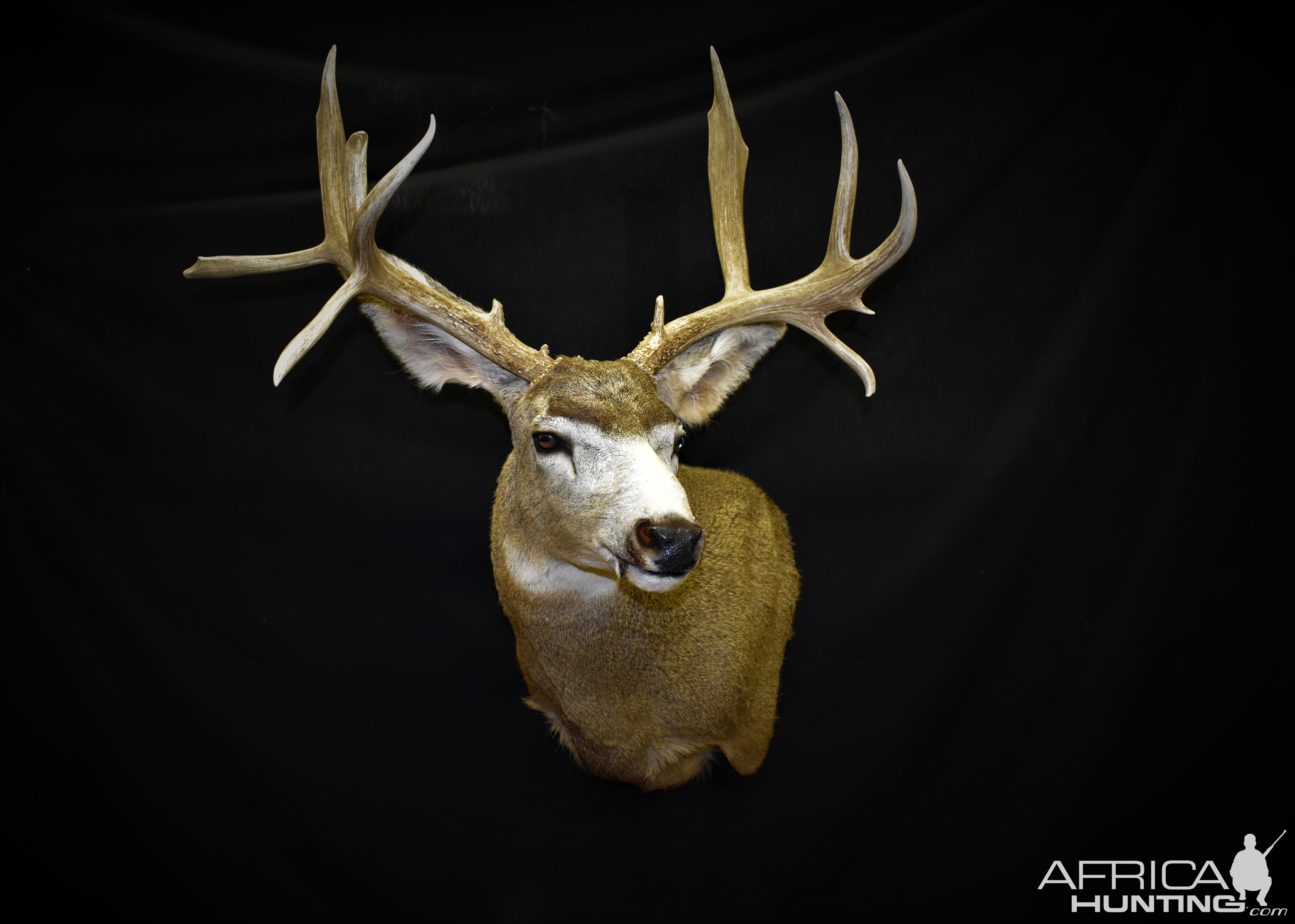 Mule Deer Shoulder Mount Taxidermy