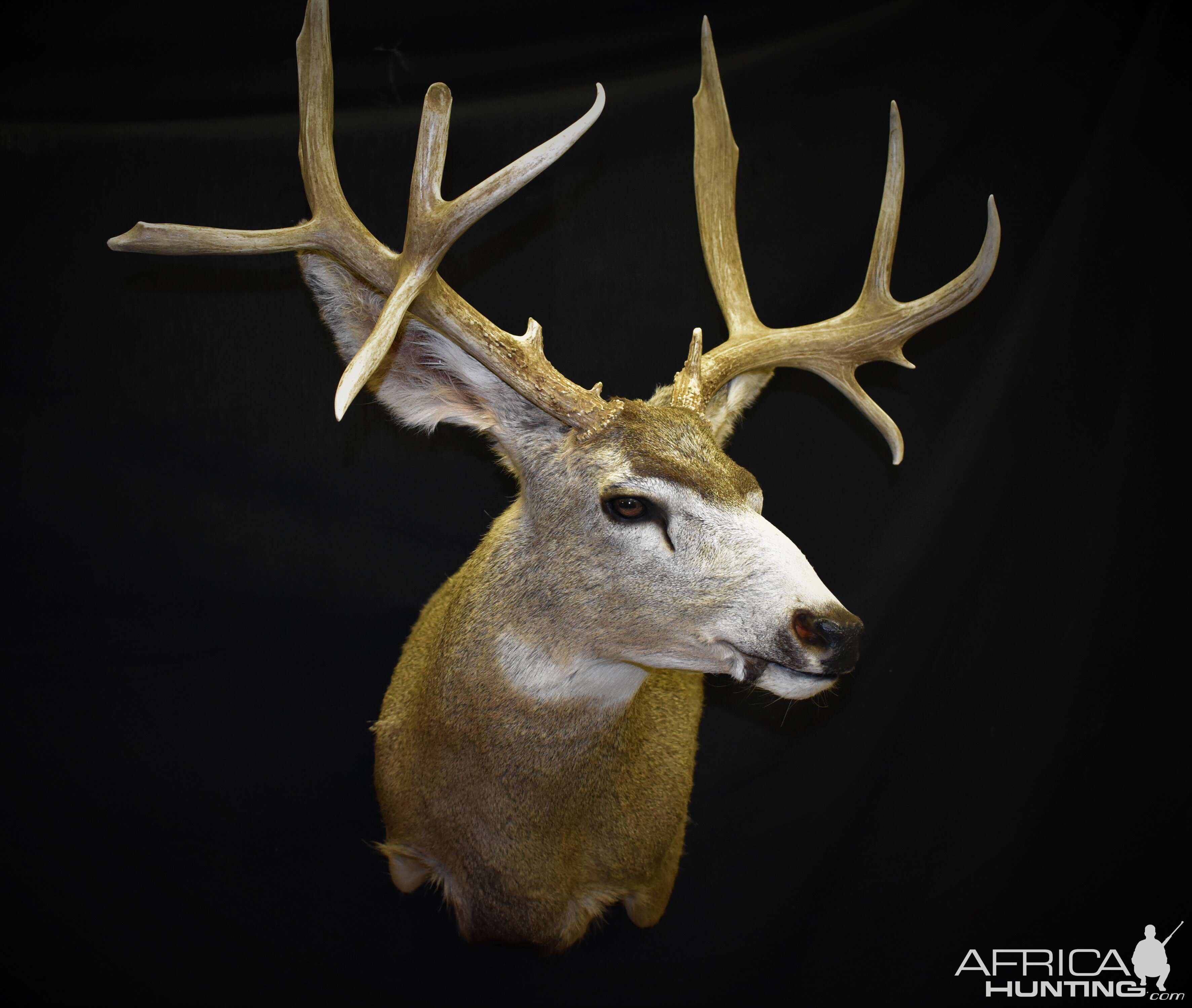 Mule Deer Shoulder Mount Taxidermy