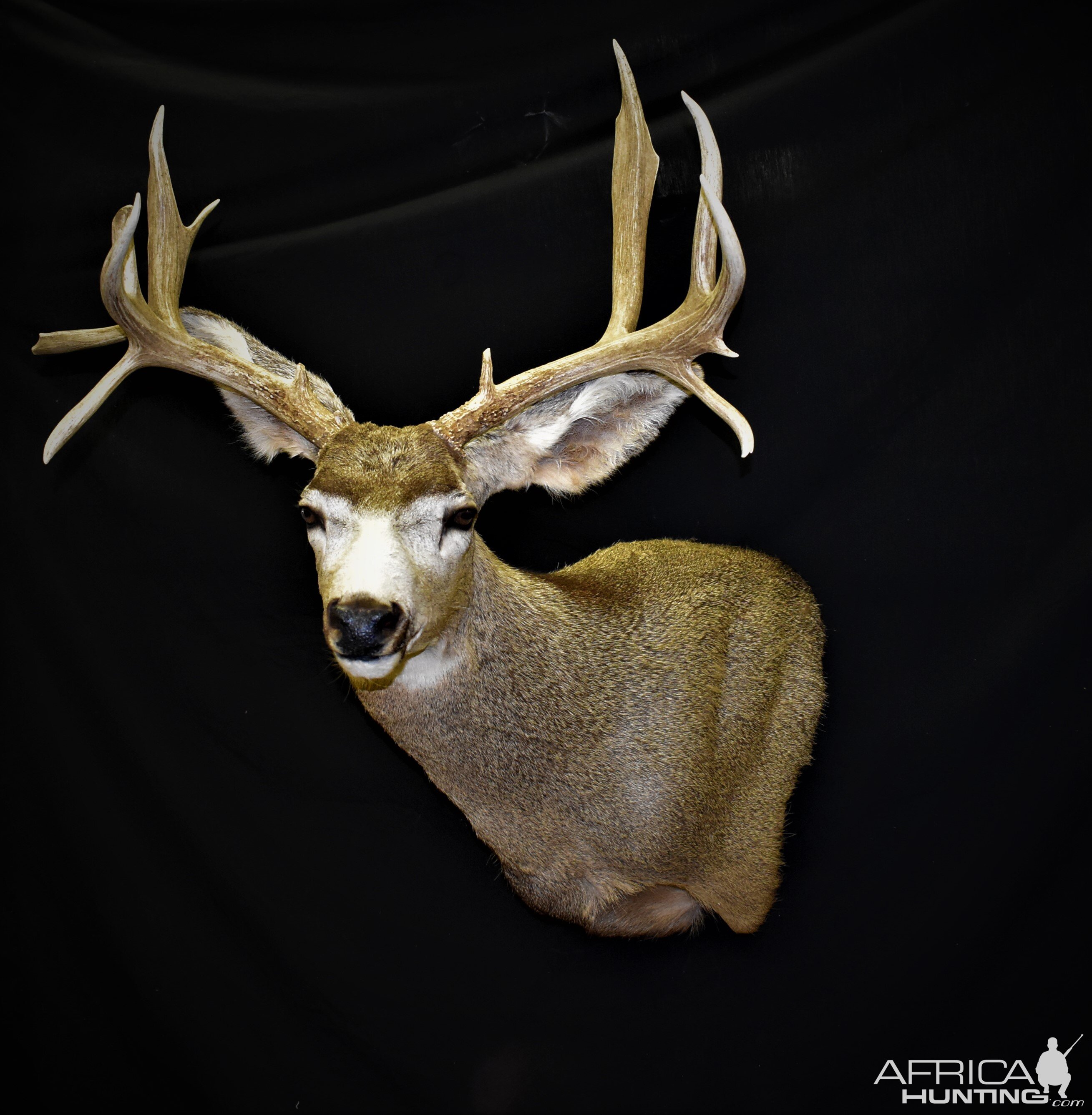 Mule Deer Shoulder Mount Taxidermy