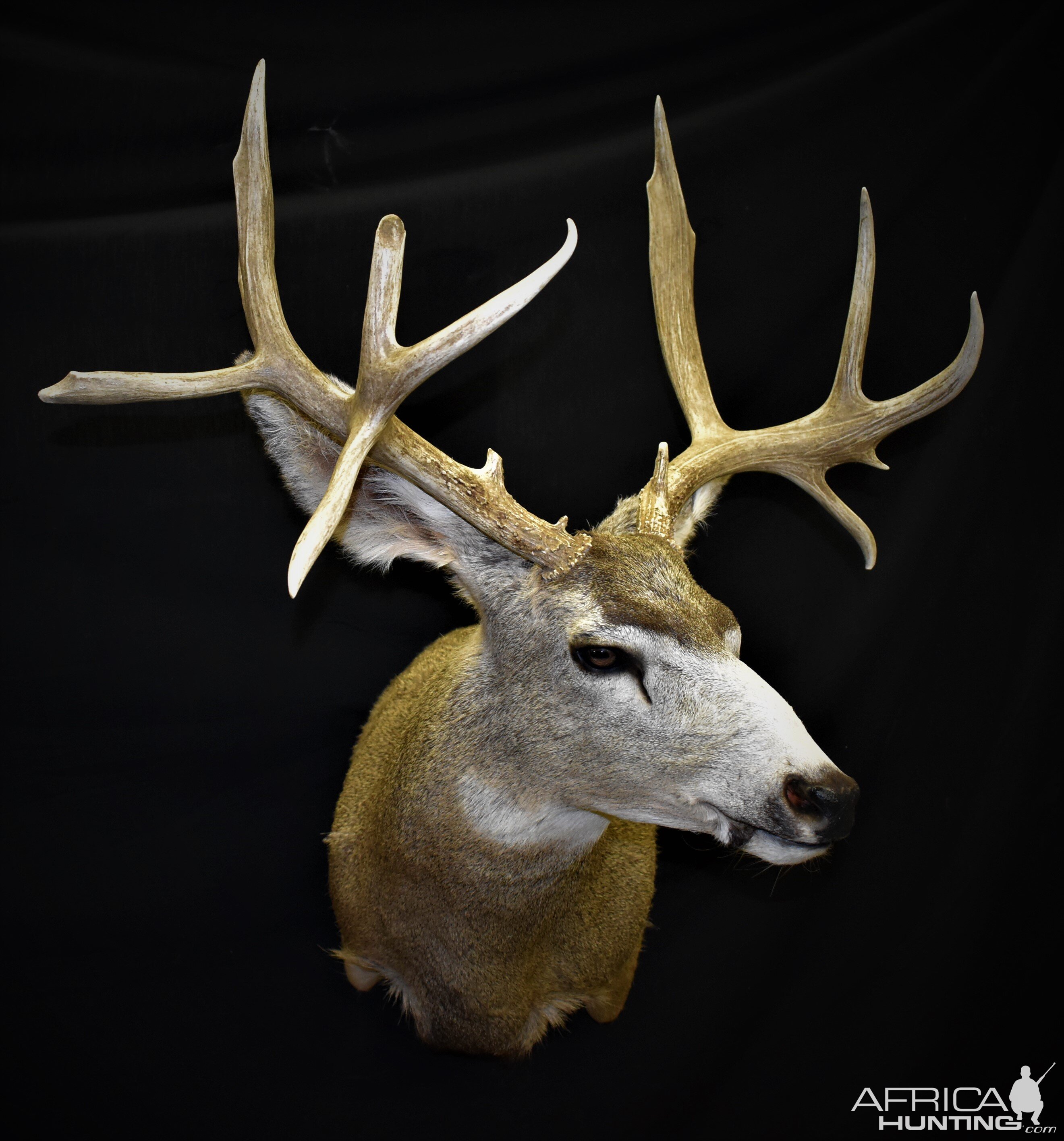 Mule Deer Shoulder Mount Taxidermy