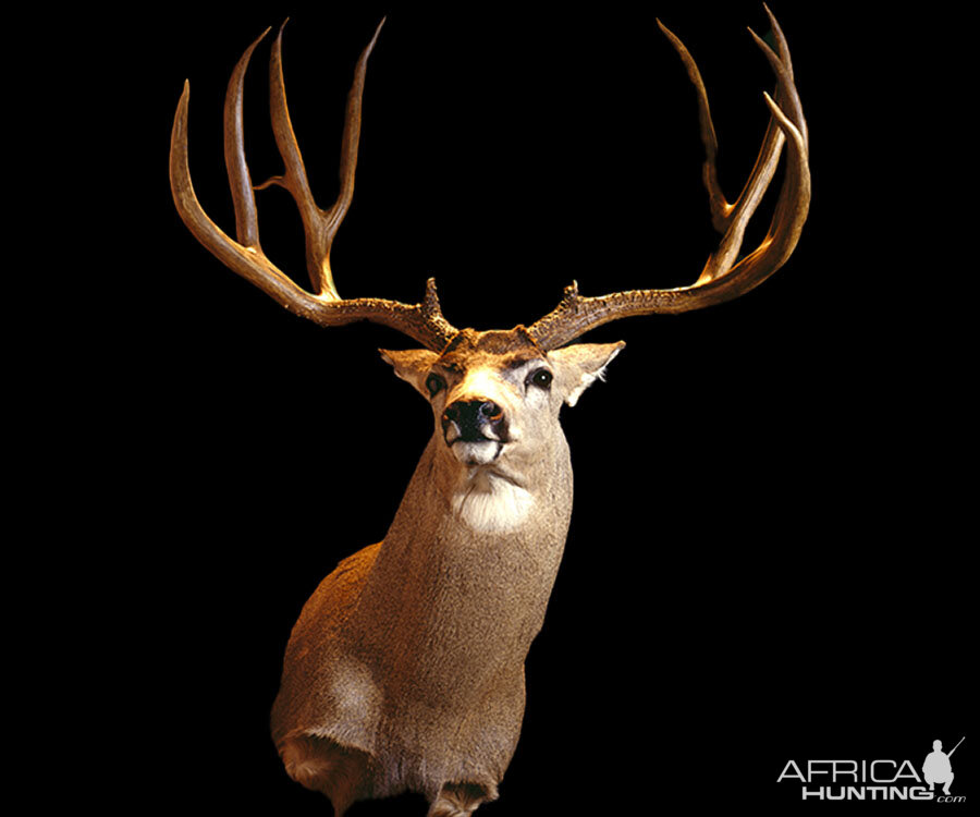 Mule Deer Shoulder Mount Taxidermy