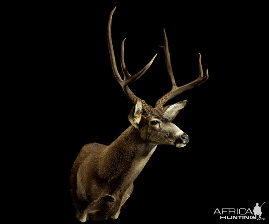 Mule Deer Shoulder Mount Taxidermy