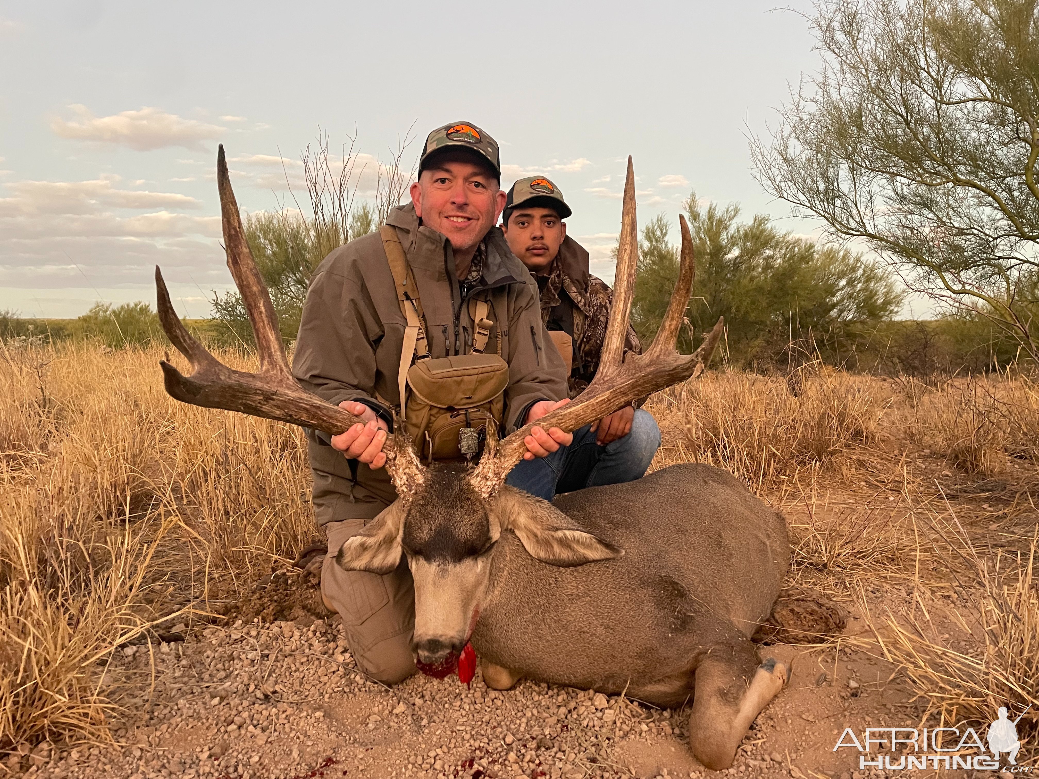 Mule Deer Sonora Desert Mexico