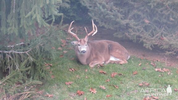 Mule Deer USA