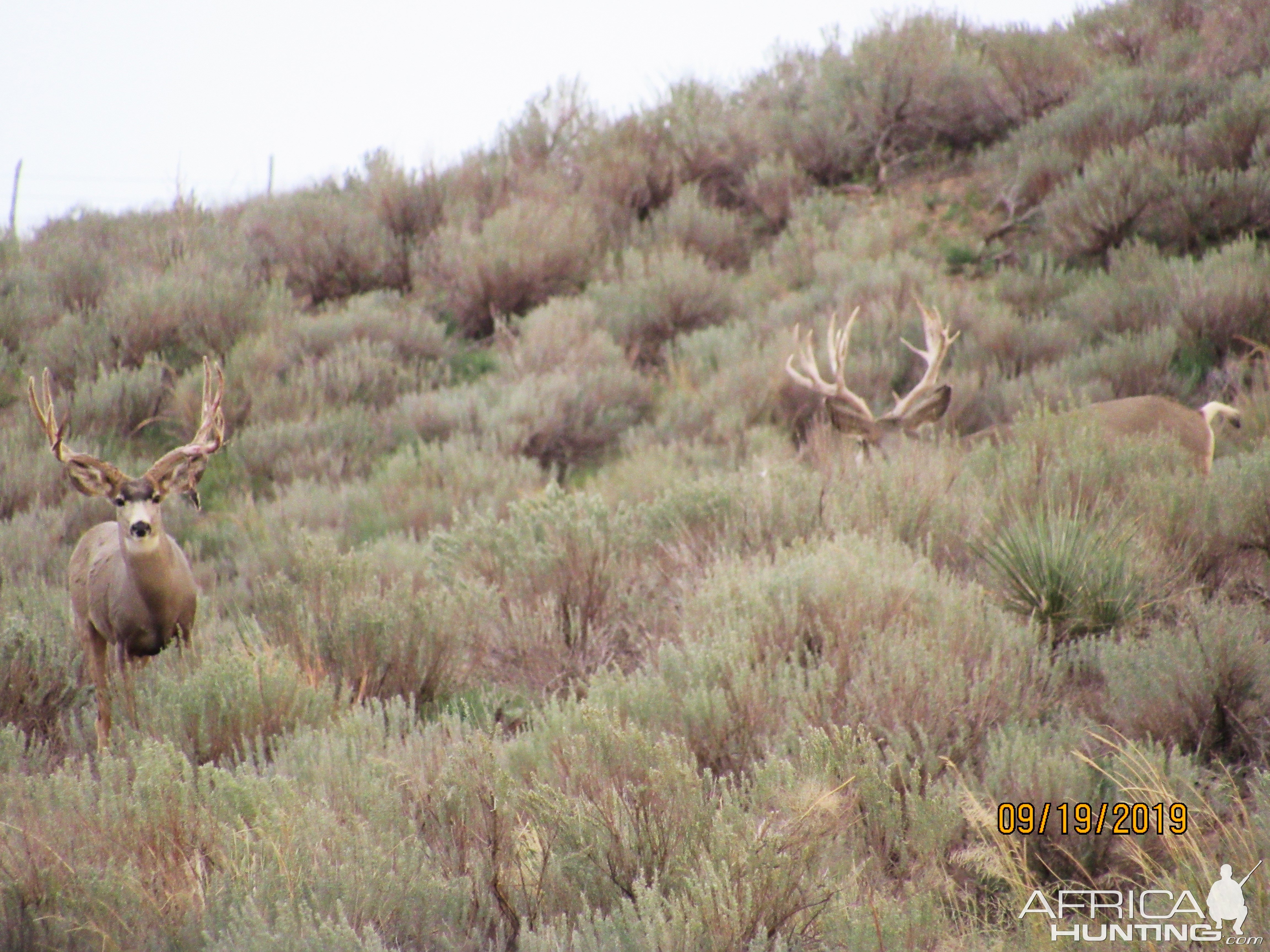 Mule Deer