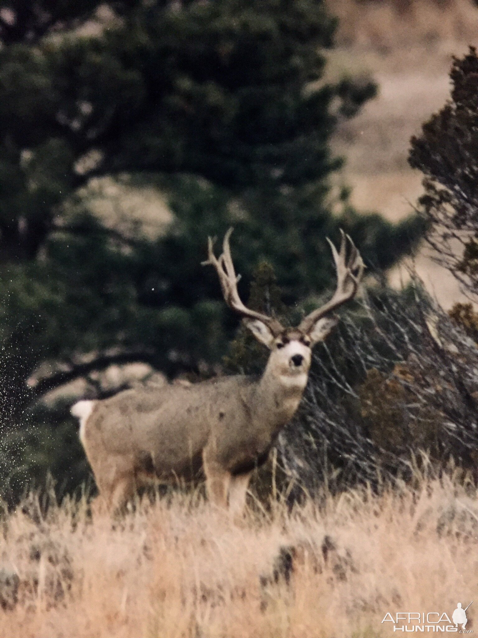 Mule Deer