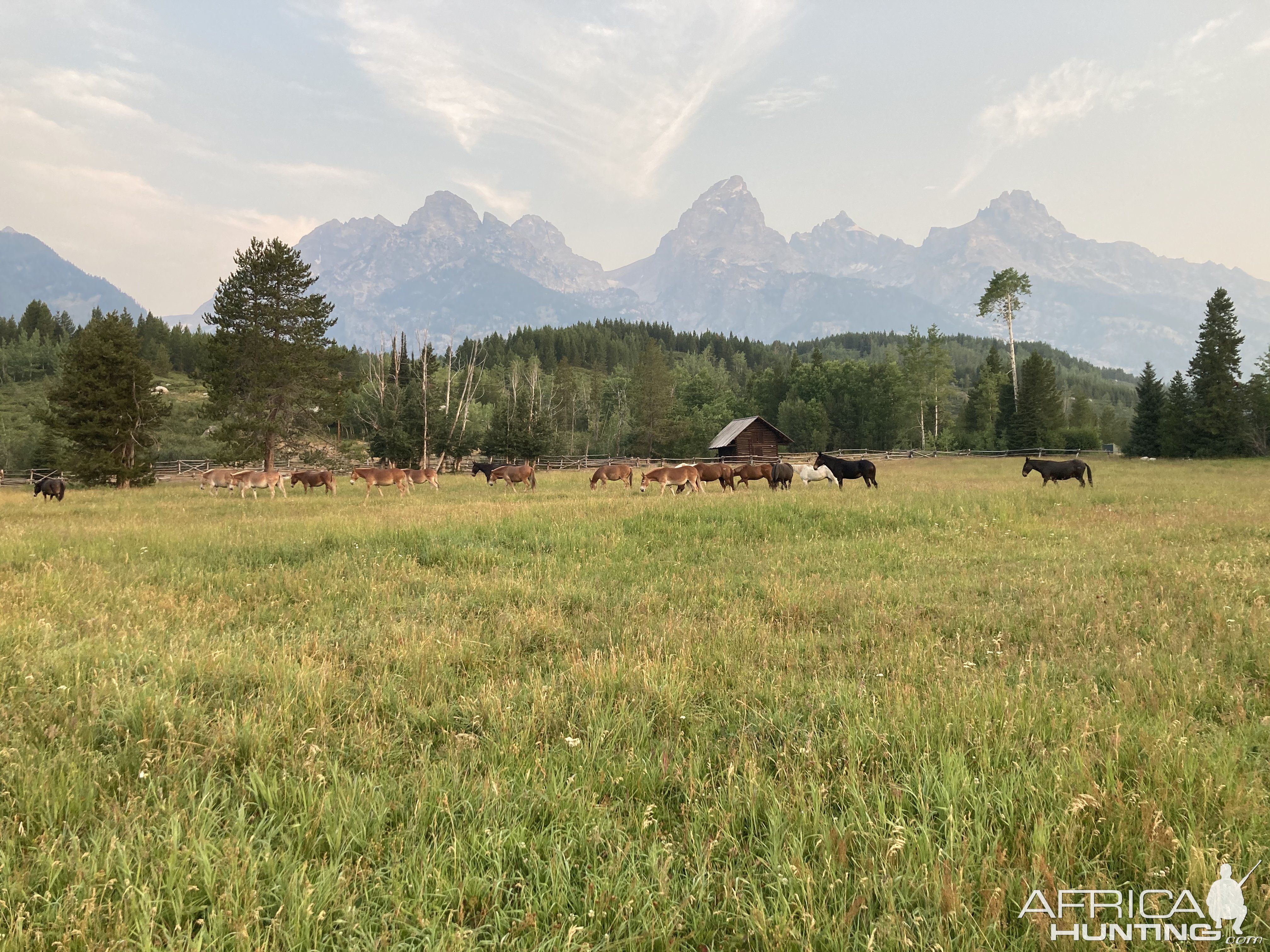 Mule Packers Grand Teton National Park