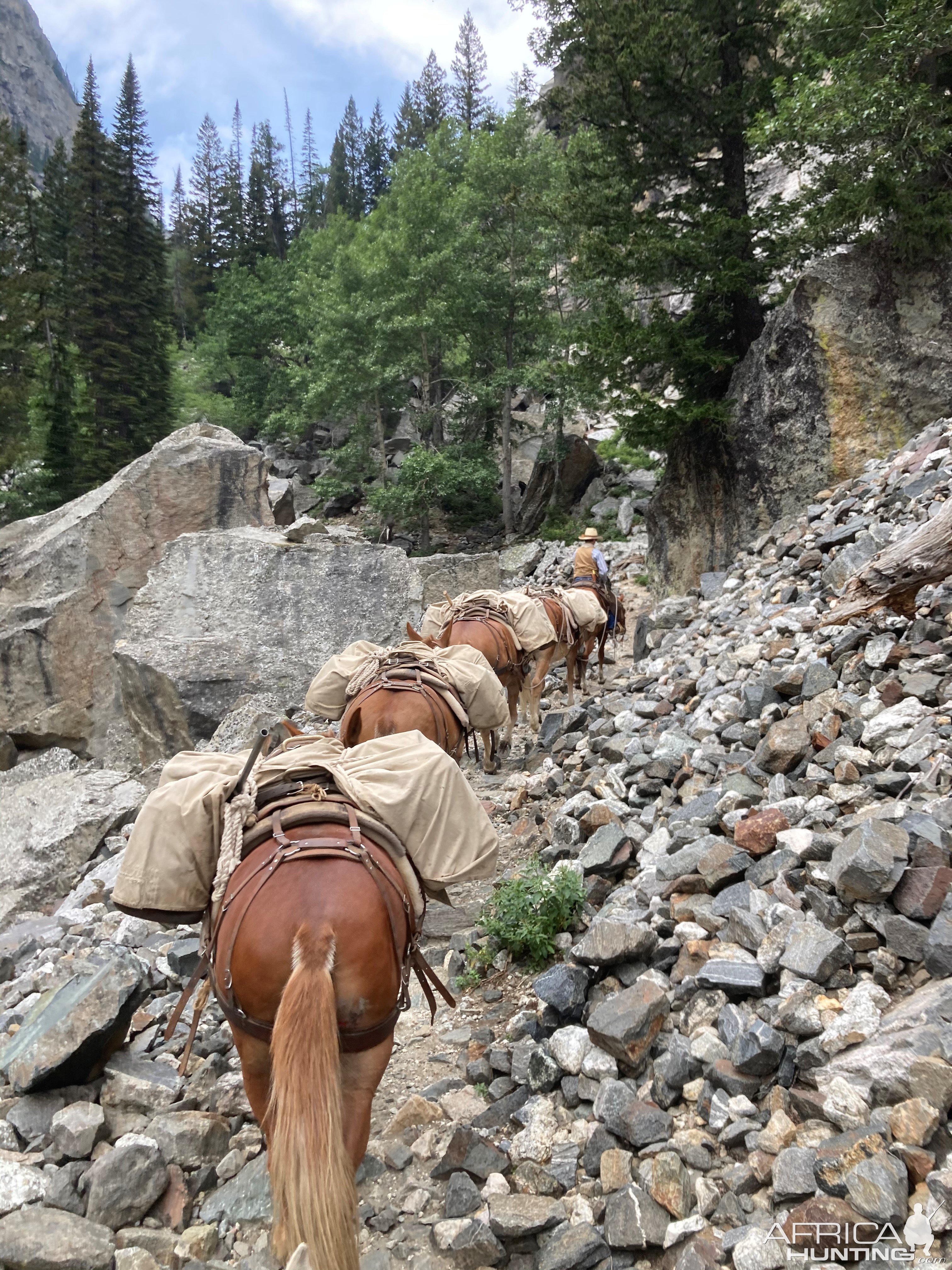 Mule Packers Grand Teton National Park