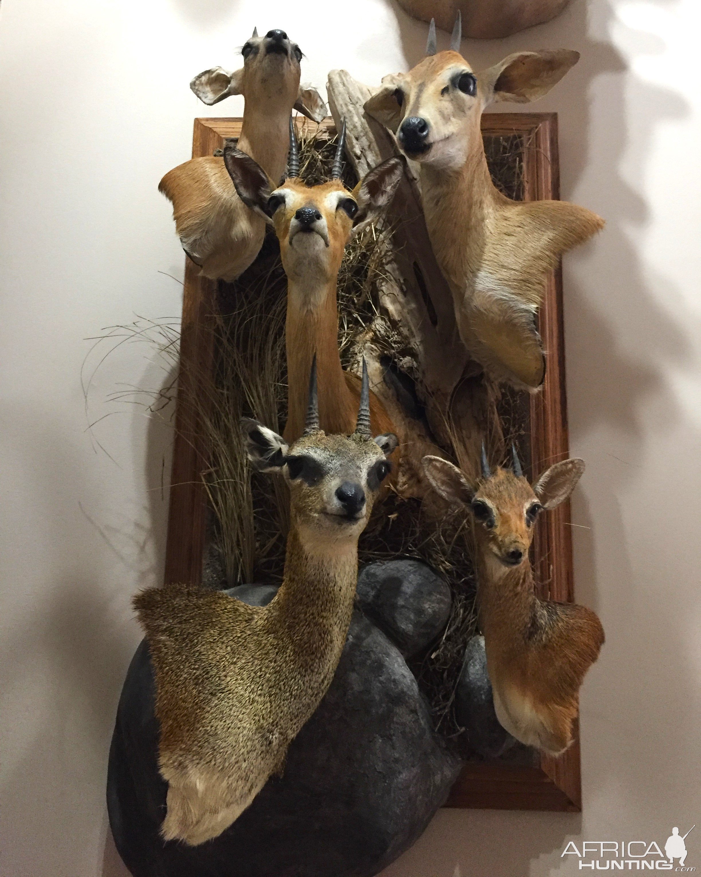 Multi Tiny Ten Combo Wall Pedestal Taxidermy