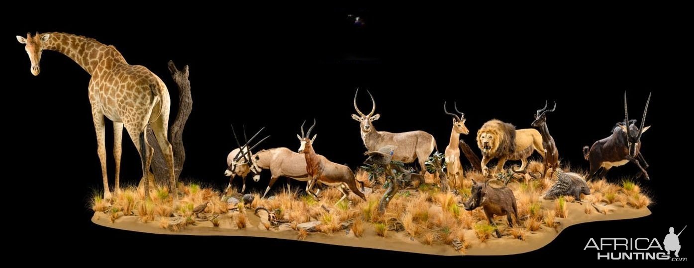 Multiple Full Mount Taxidermy