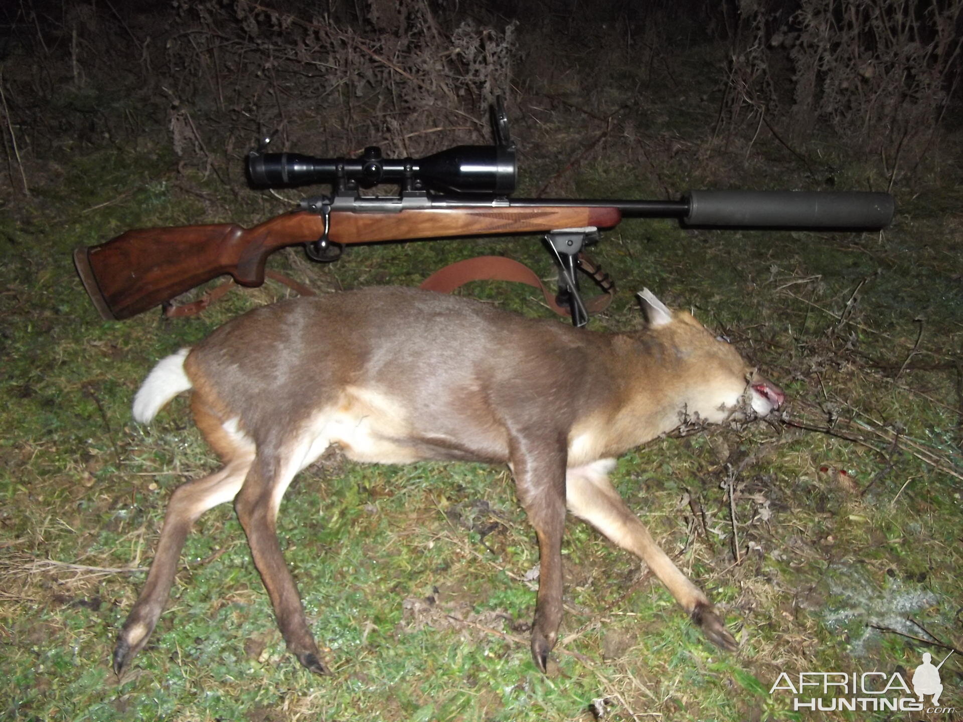 Muntjac Buck