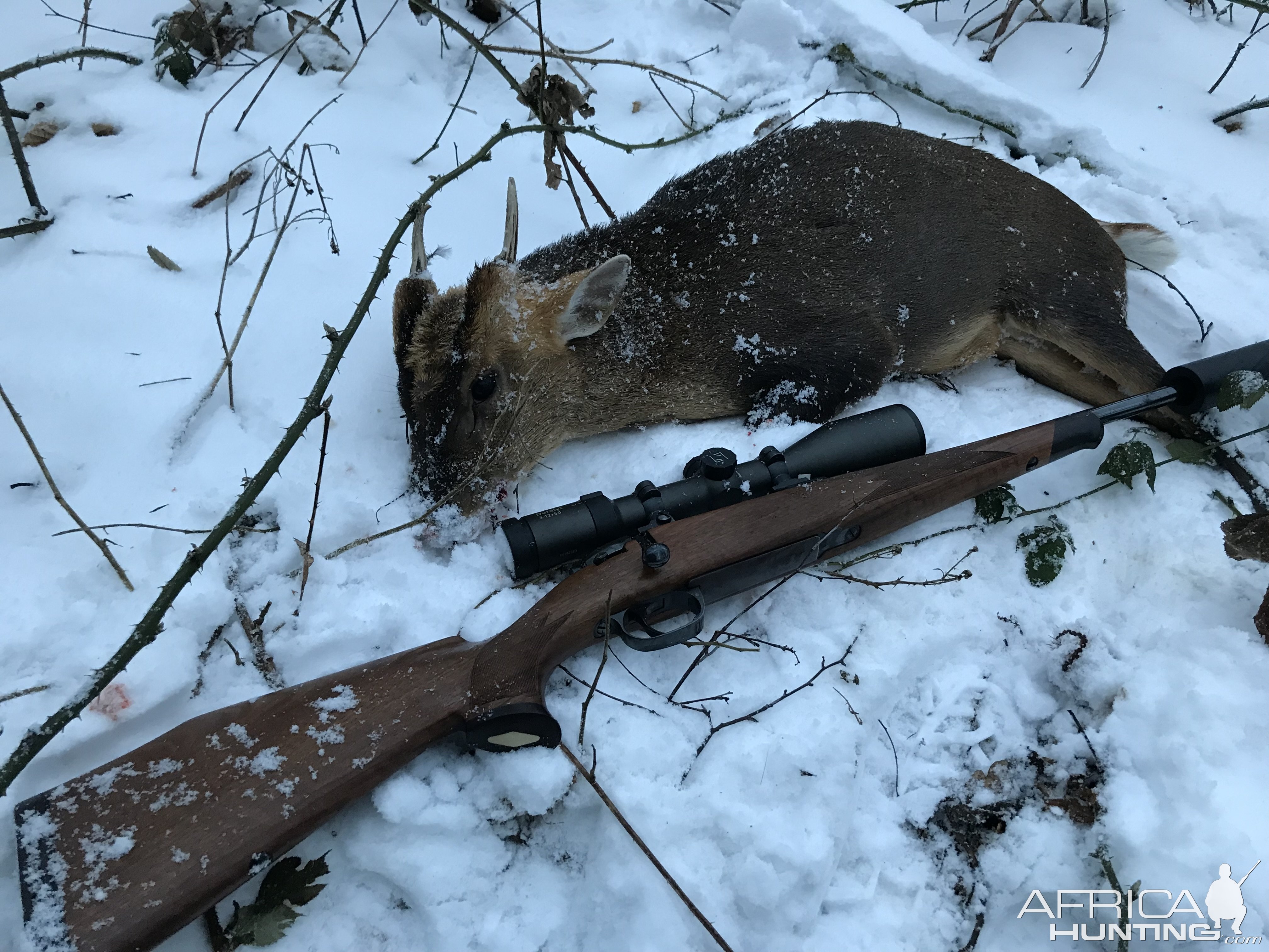 Muntjac Deer Hunt United Kingdom