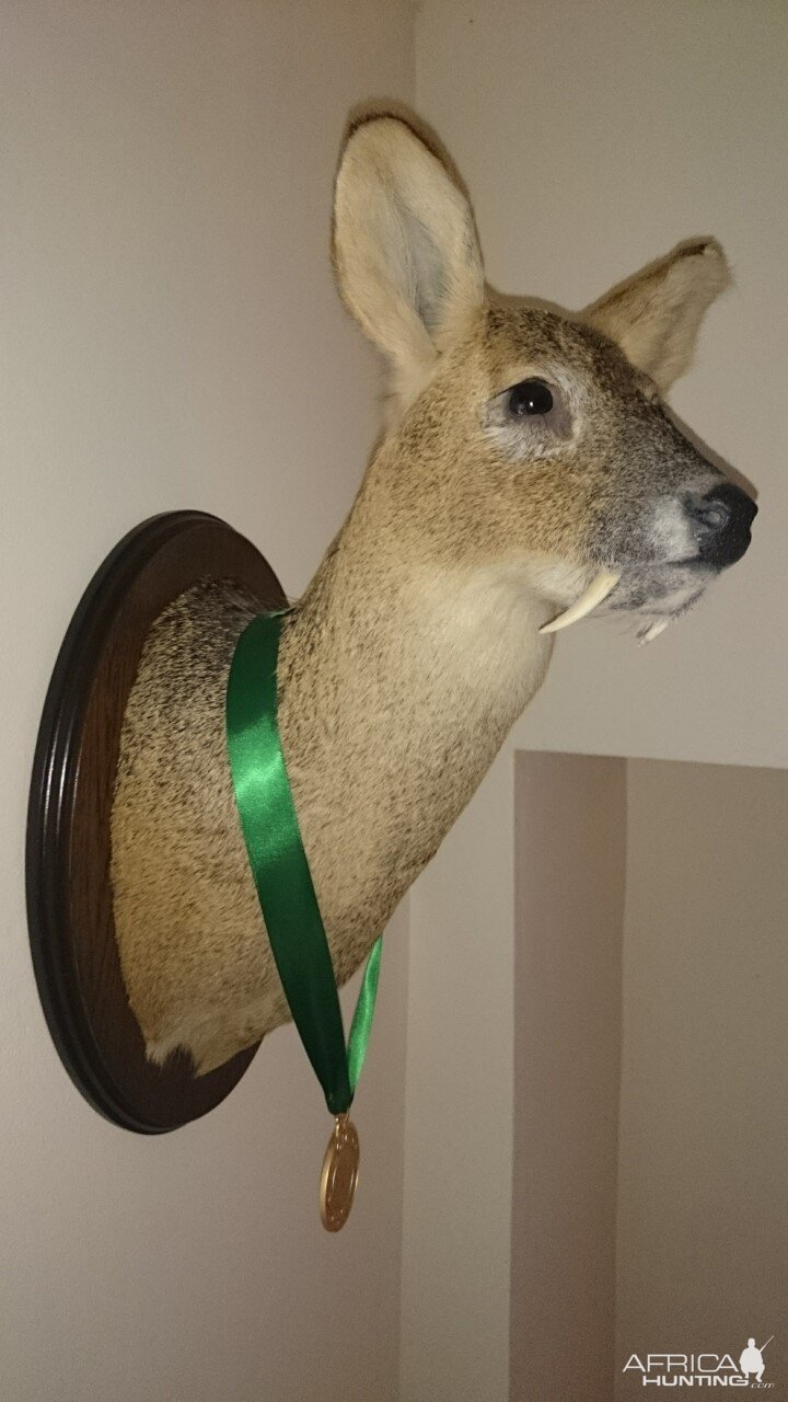 Muntjac Deer Shoulder Mount Taxidermy