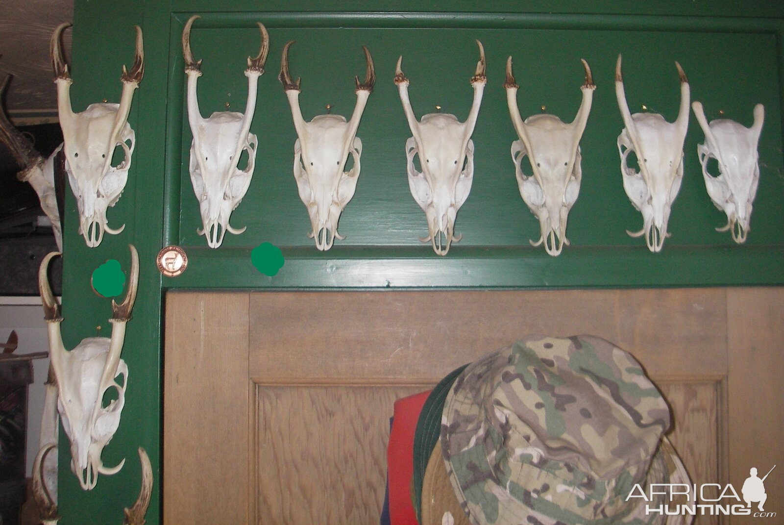 Muntjac Deer Skull Taxidermy