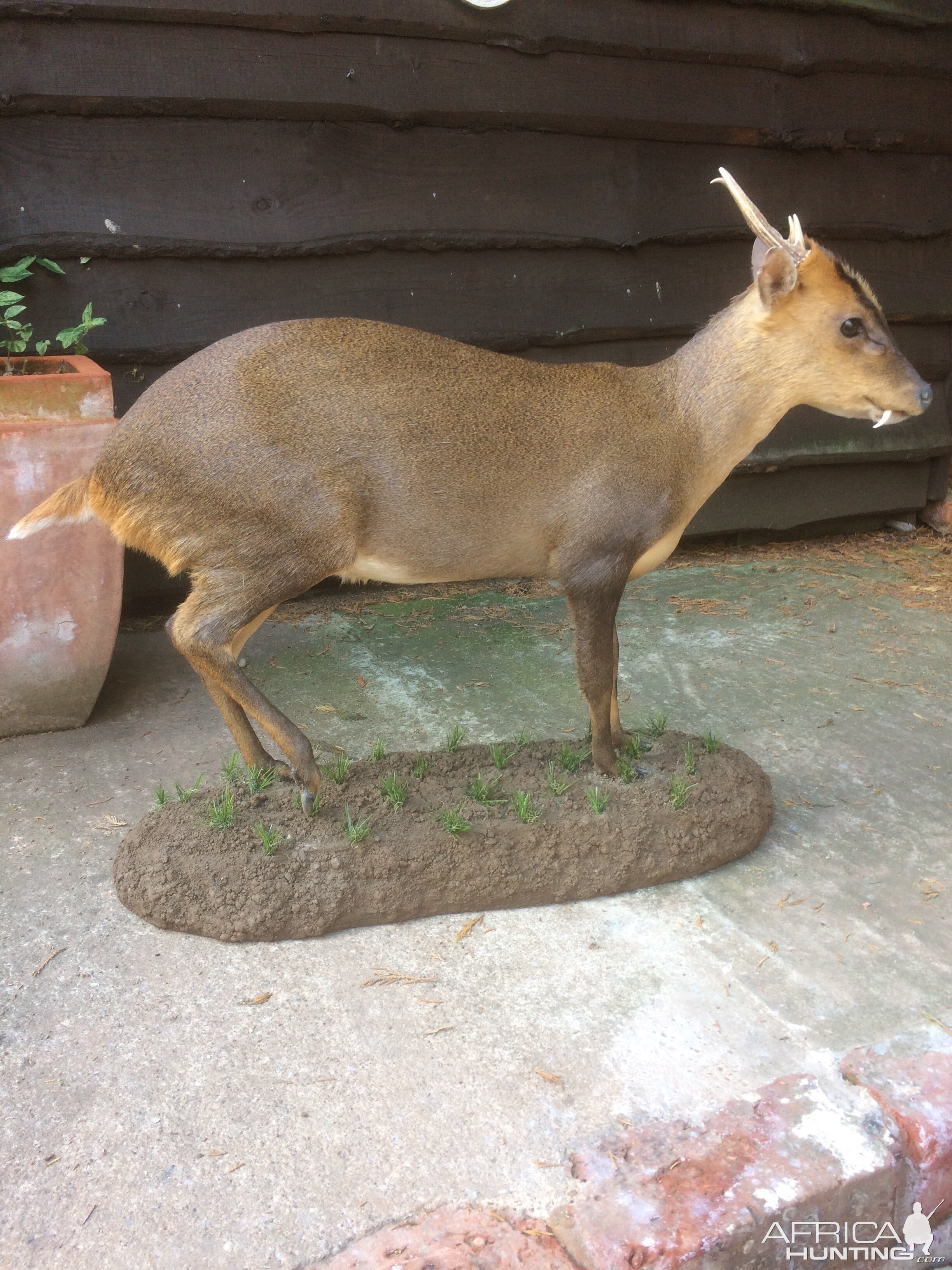 Muntjac Full Mount Taxidermy