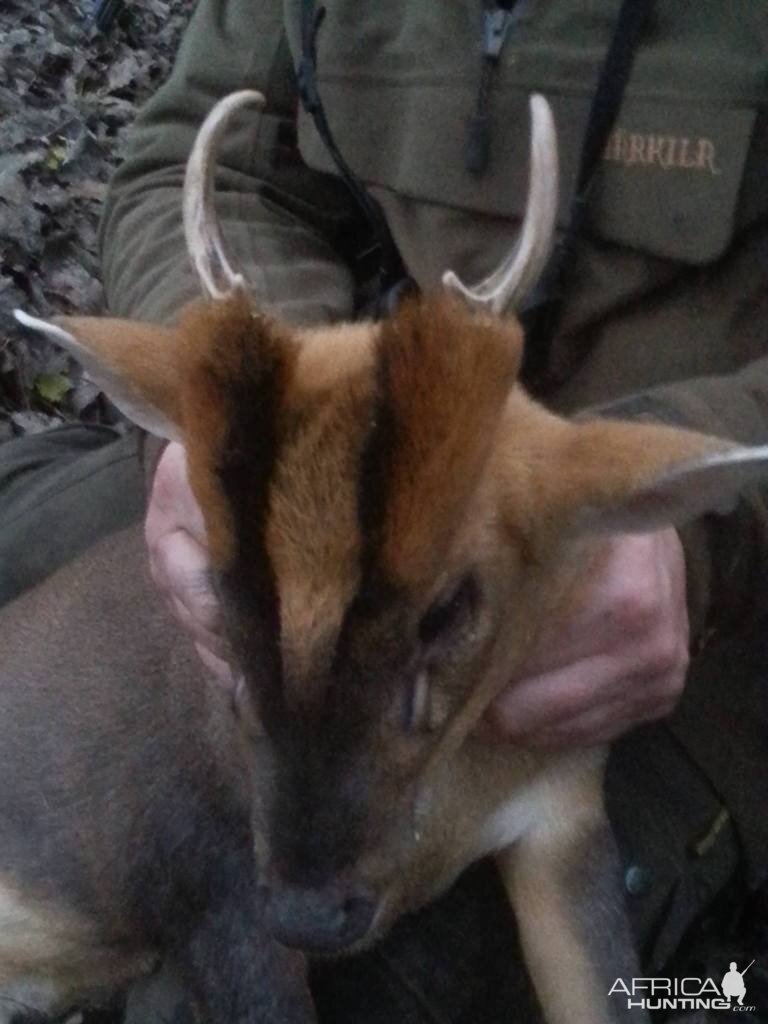 Muntjac Hunt in England