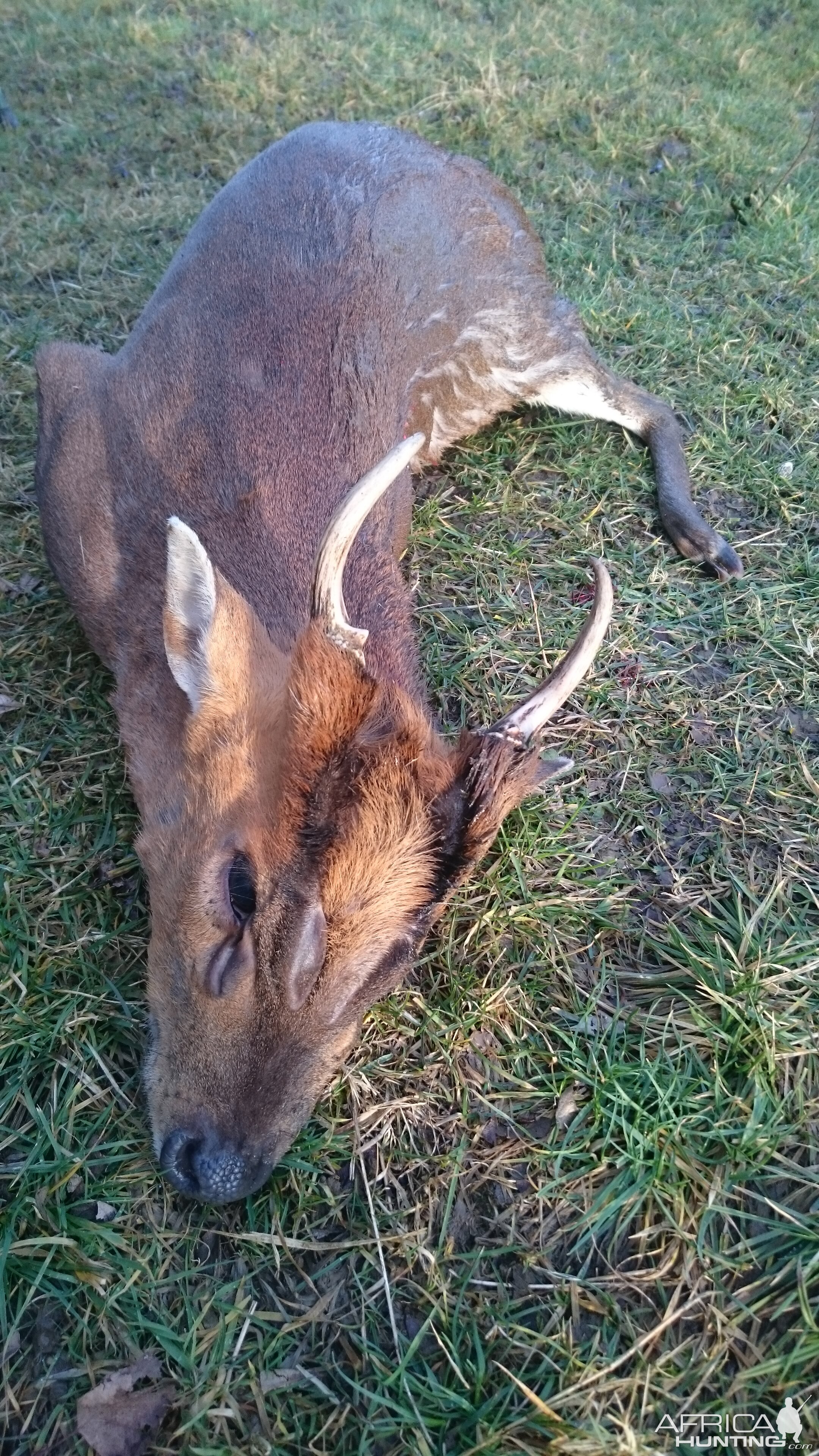 Muntjac Hunting