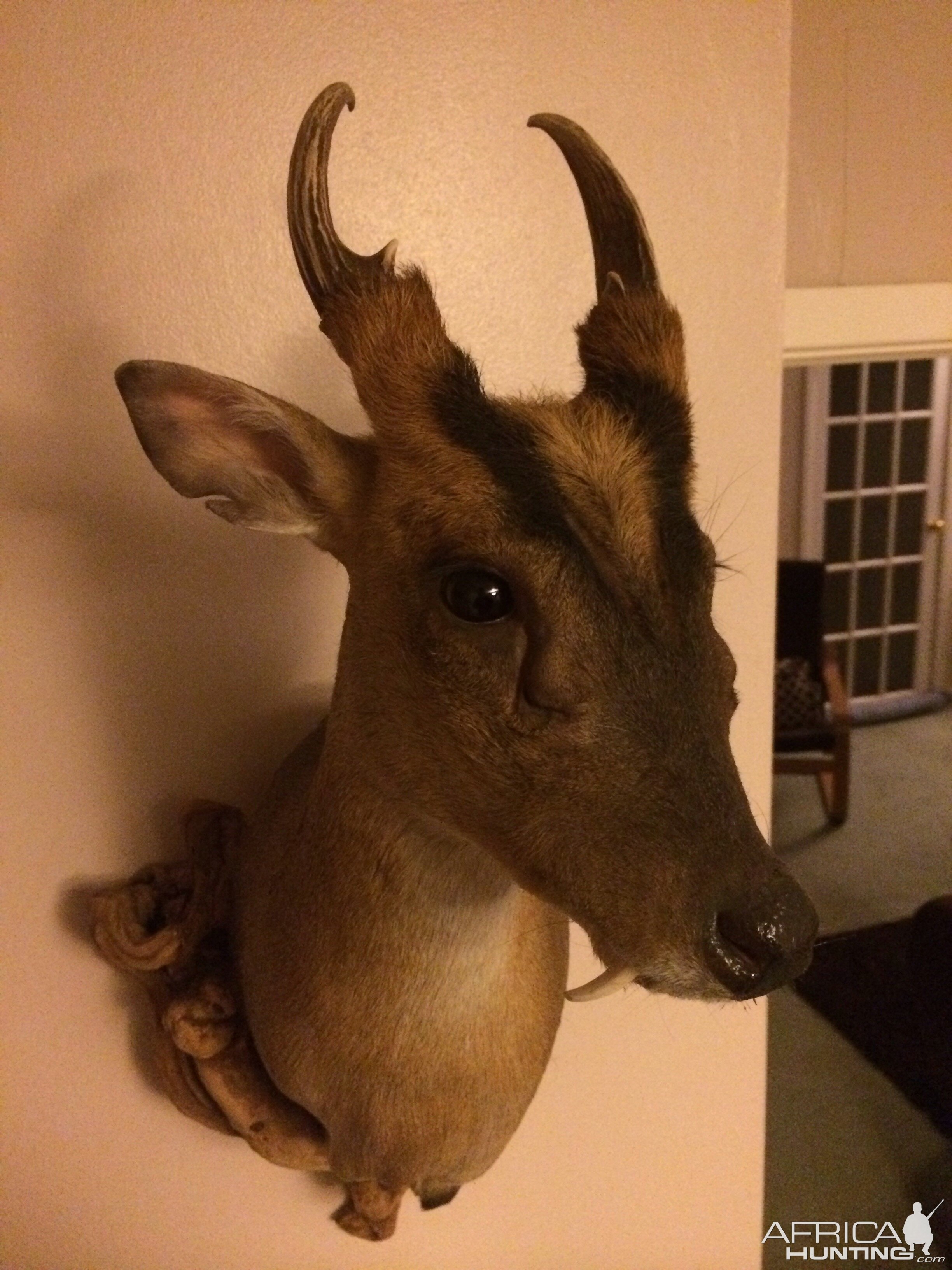 Muntjac Shoulder Mount Taxidermy