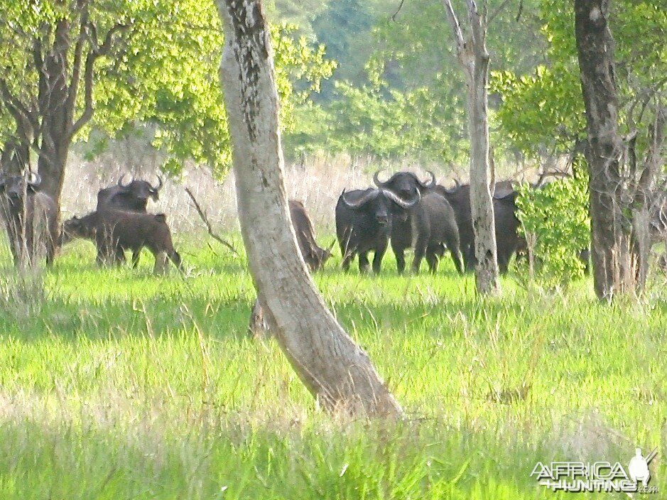 Munya buffalo