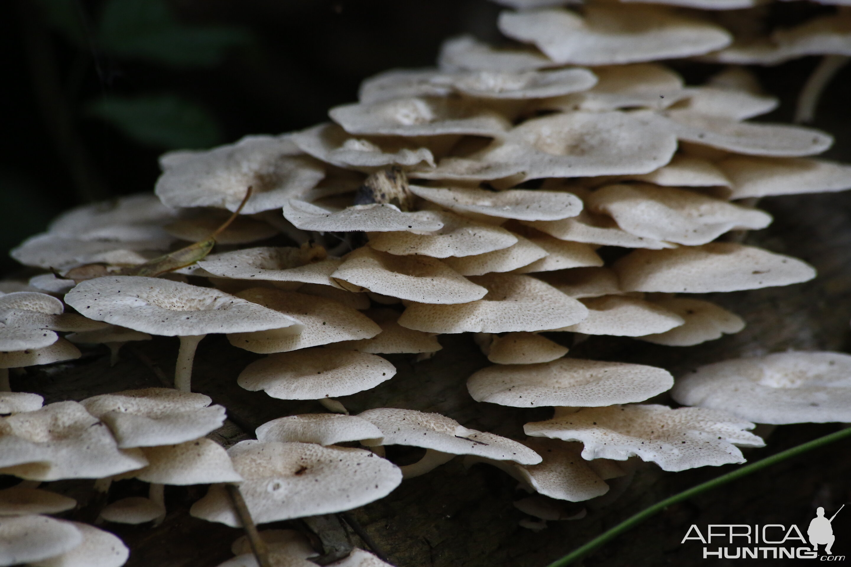 Mushroom Congo