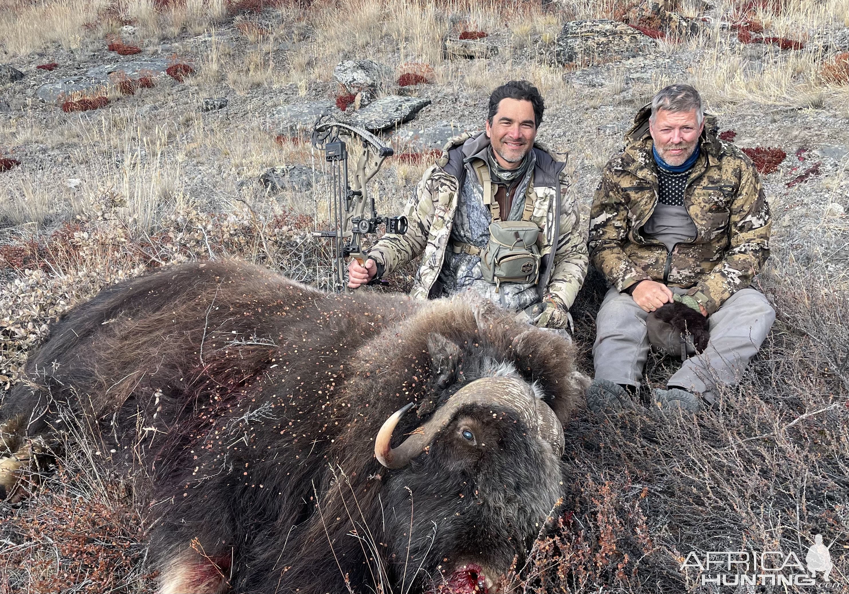 Muskox Bow Hunt Greenland