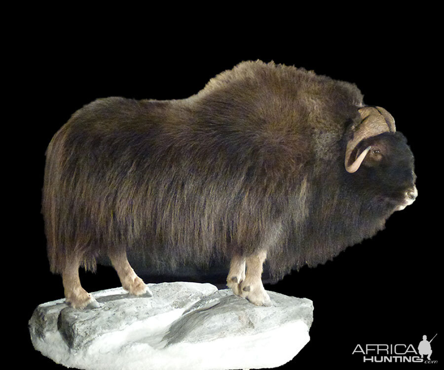 Muskox Full Mount Taxidermy