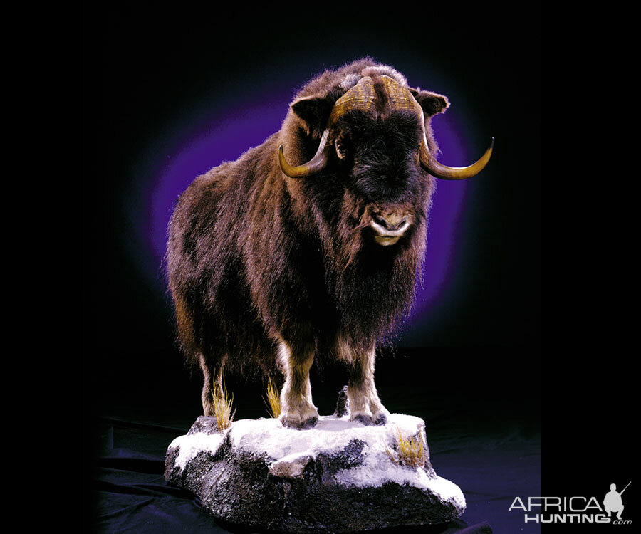 Muskox Full Mount Taxidermy