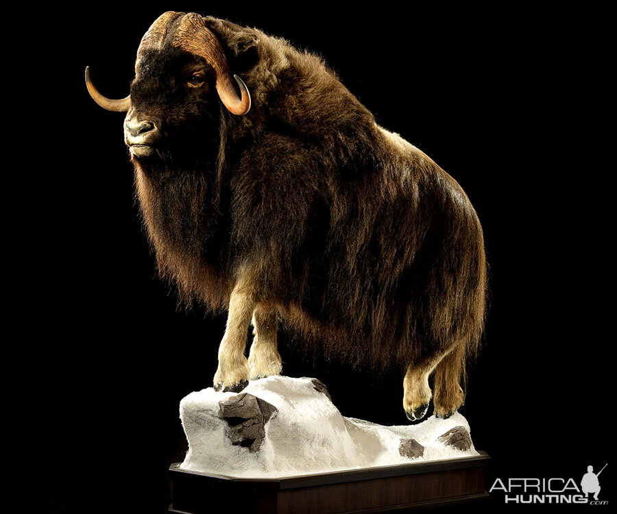 Muskox Full Mount Taxidermy