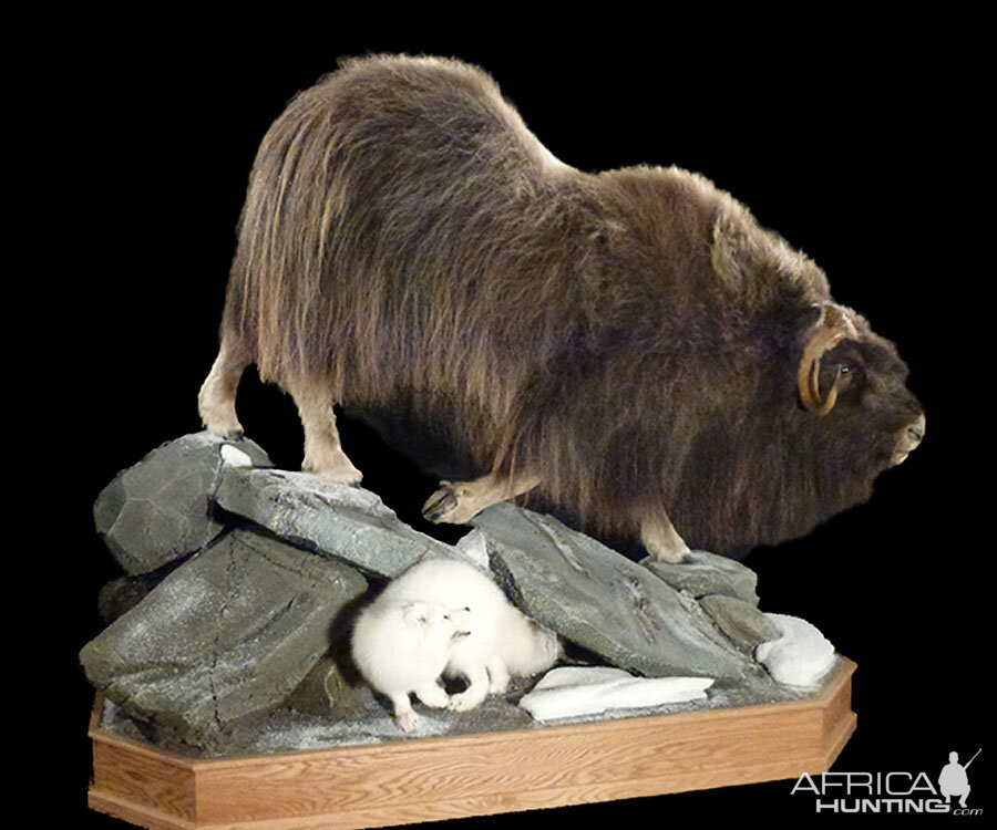 Muskox Full Mount Taxidermy