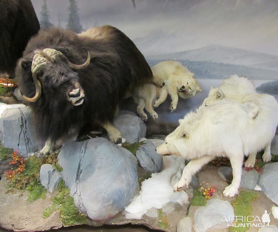 Muskox Full Mount Taxidermy