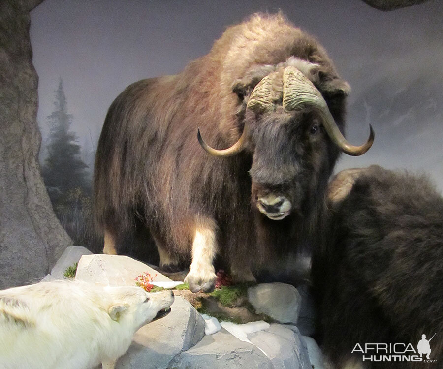 Muskox Full Mount Taxidermy