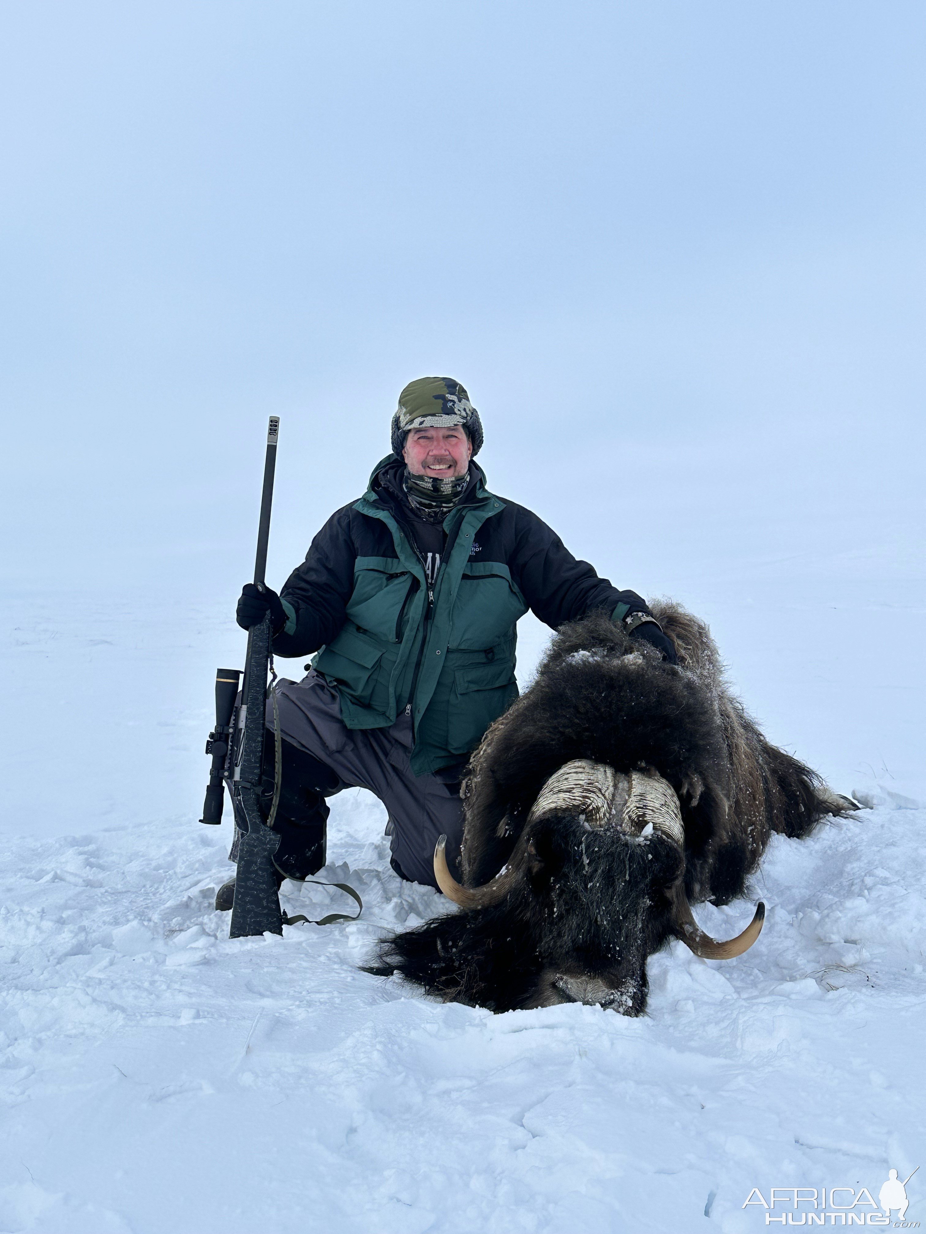 Muskox Hunt Greenland