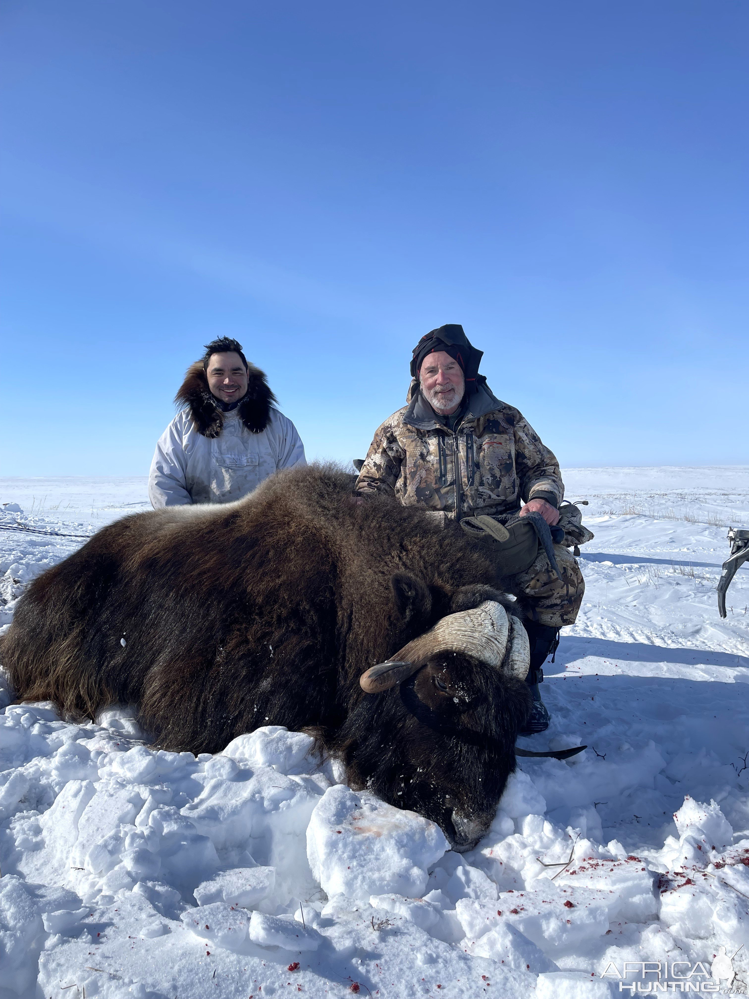 Muskox Hunt Inuvik Canada